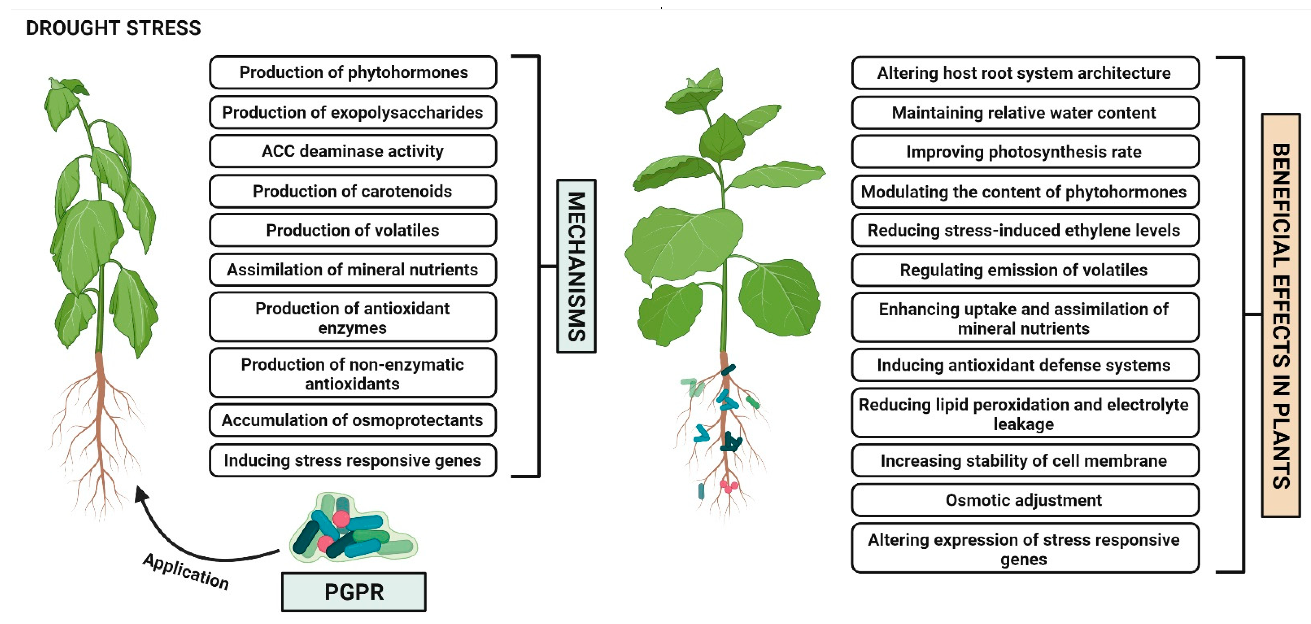 Crucial Roles of Carotenoids as Bacterial Endogenous Defense