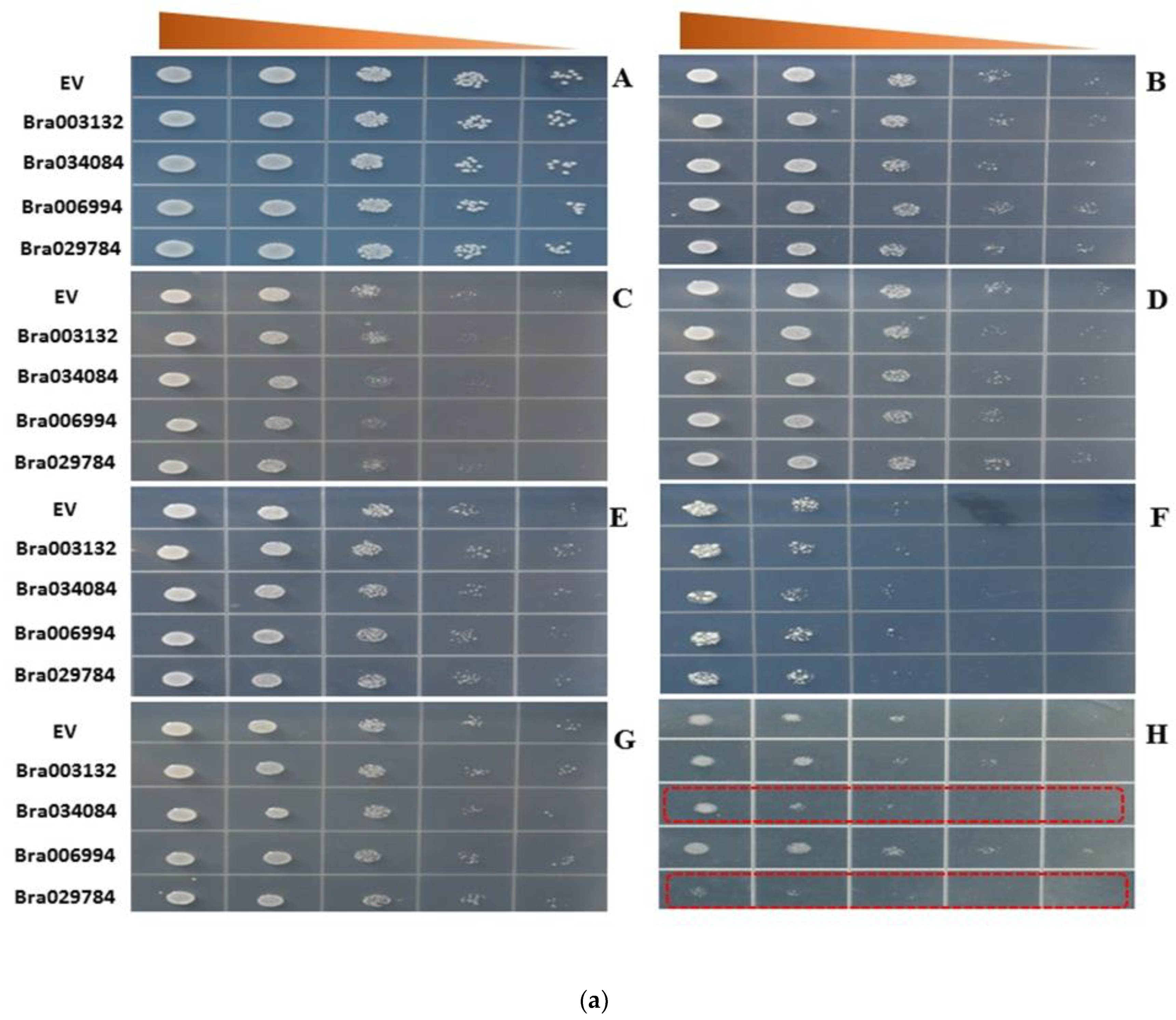 Antioxidants 11 01782 g007a 550
