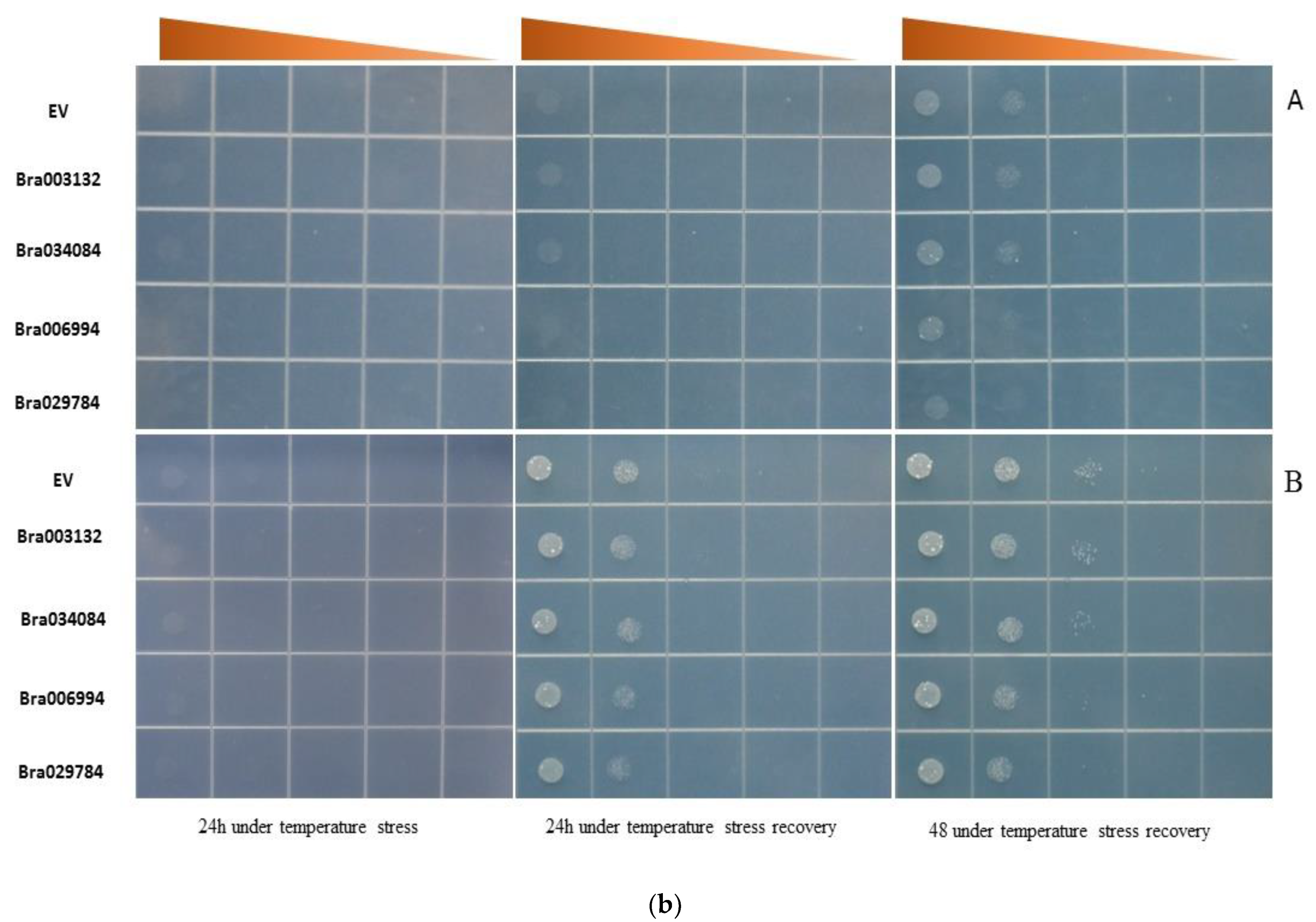 Antioxidants 11 01782 g007b 550