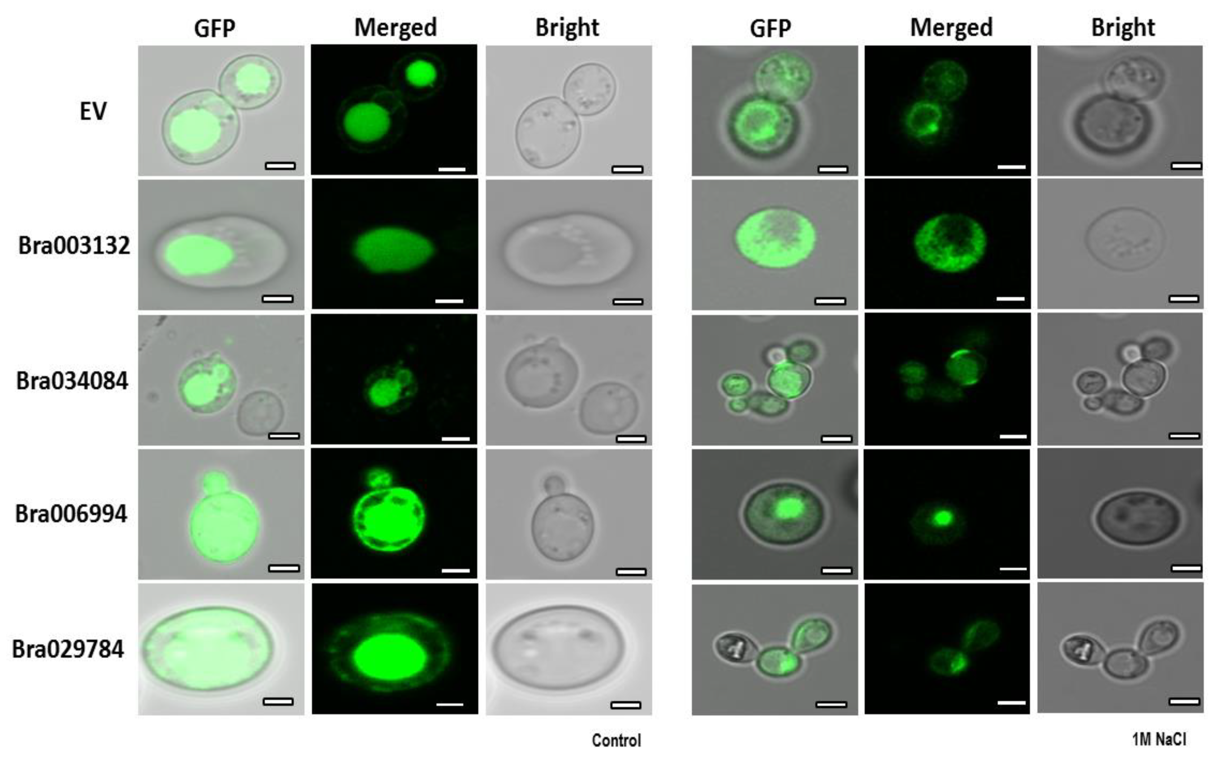 Antioxidants 11 01782 g009 550