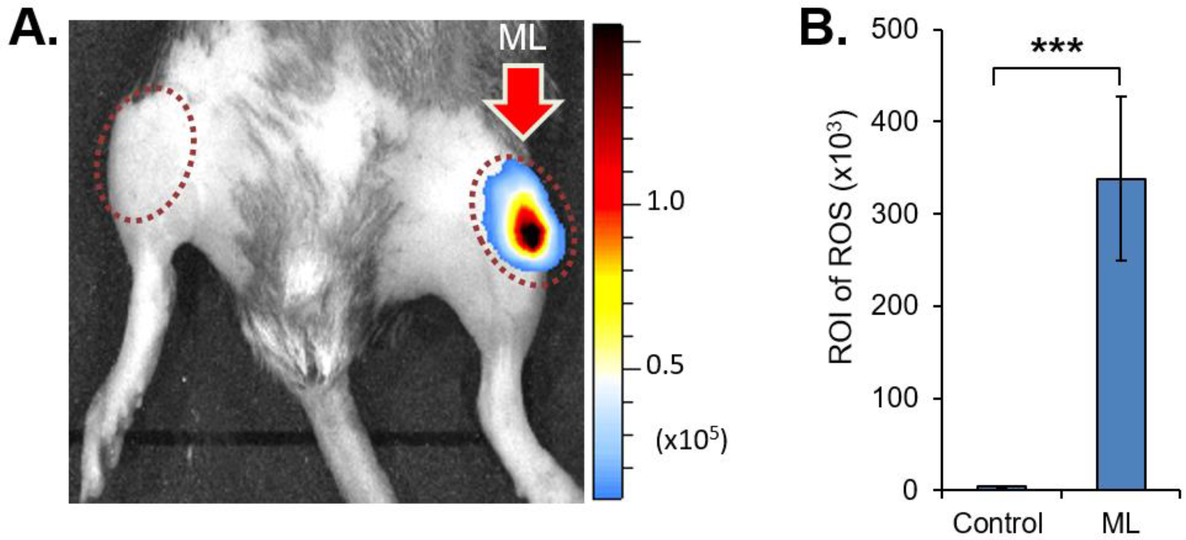 Antioxidants 11 01783 g001 Antioxidants 11 01783 g001