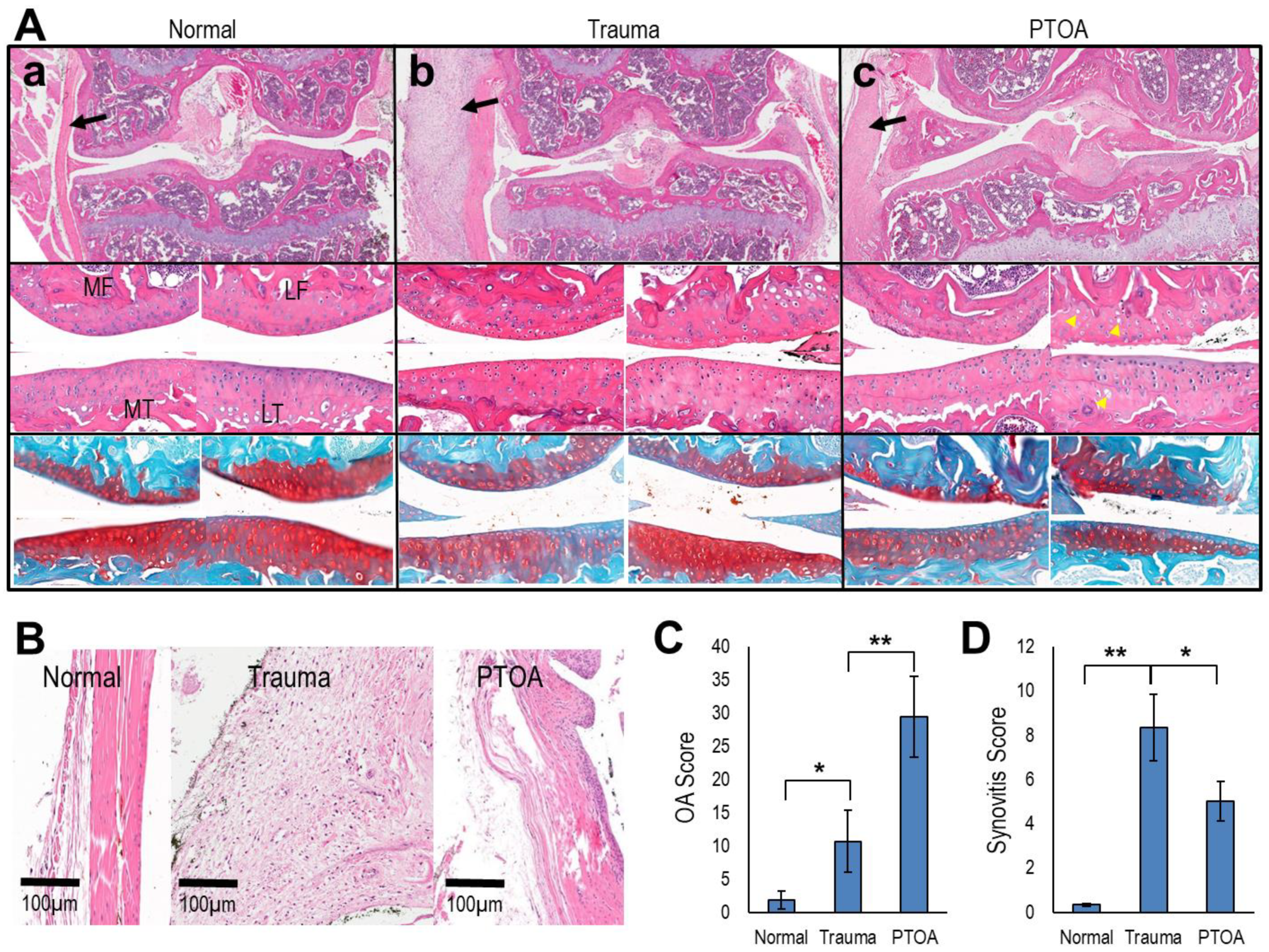 Antioxidants 11 01783 g006 Antioxidants 11 01783 g006