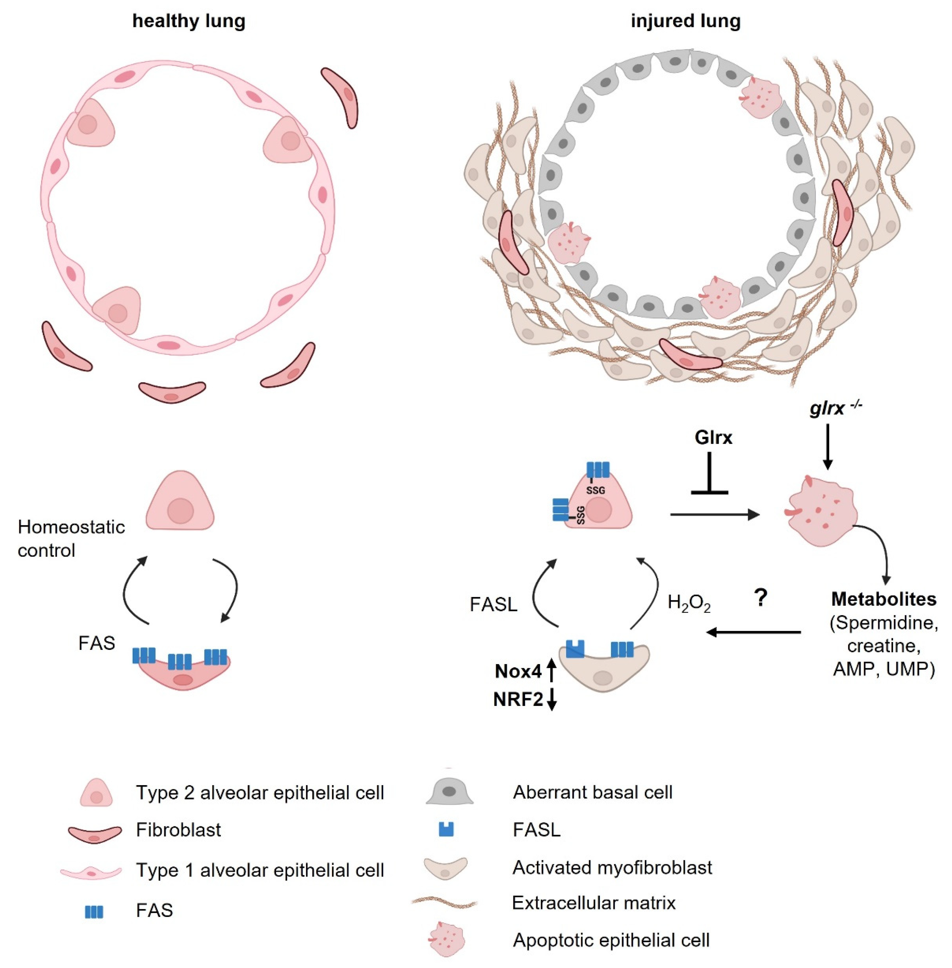 Antioxidants 11 01789 g003