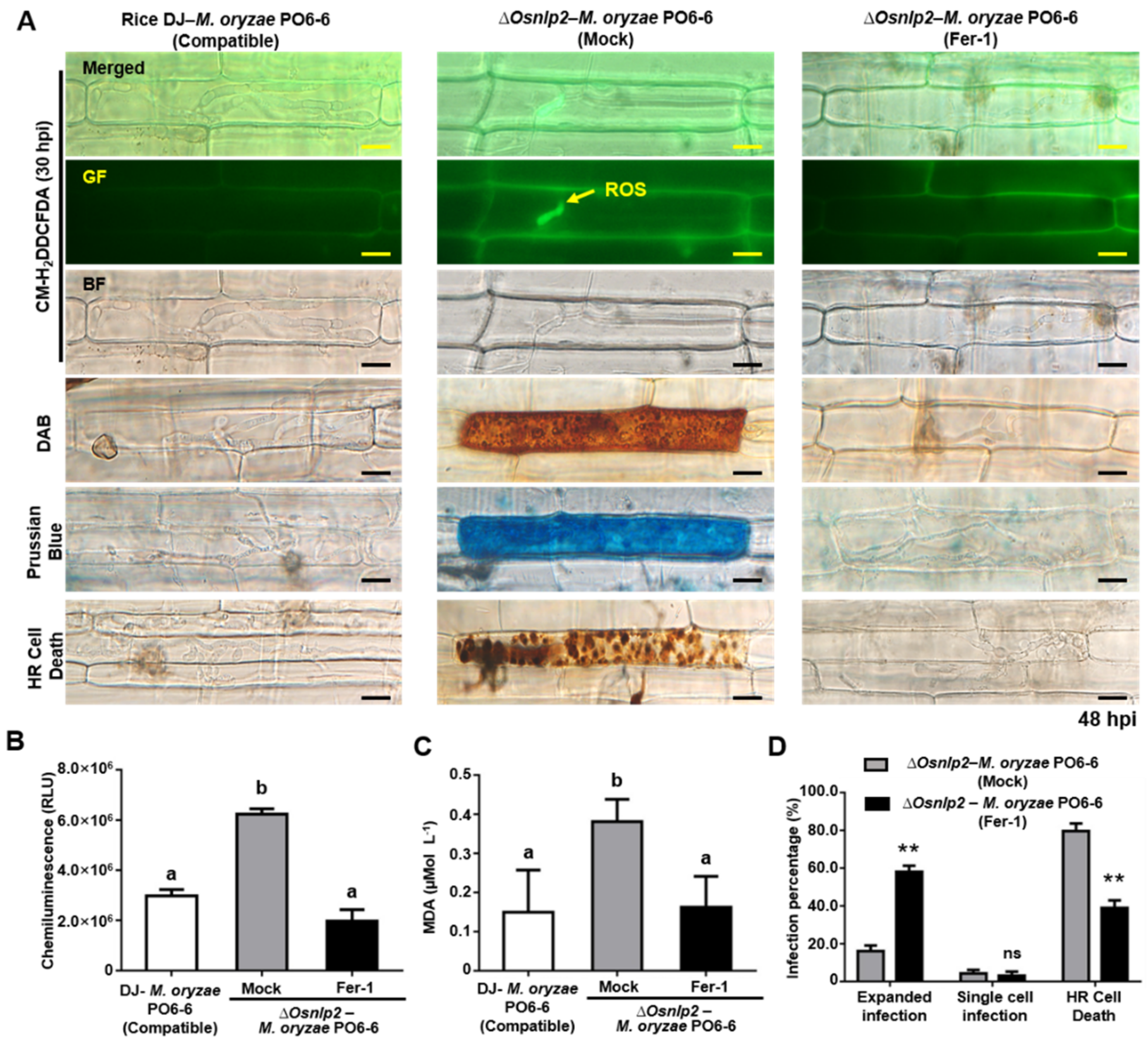 Antioxidants 11 01795 g005 550