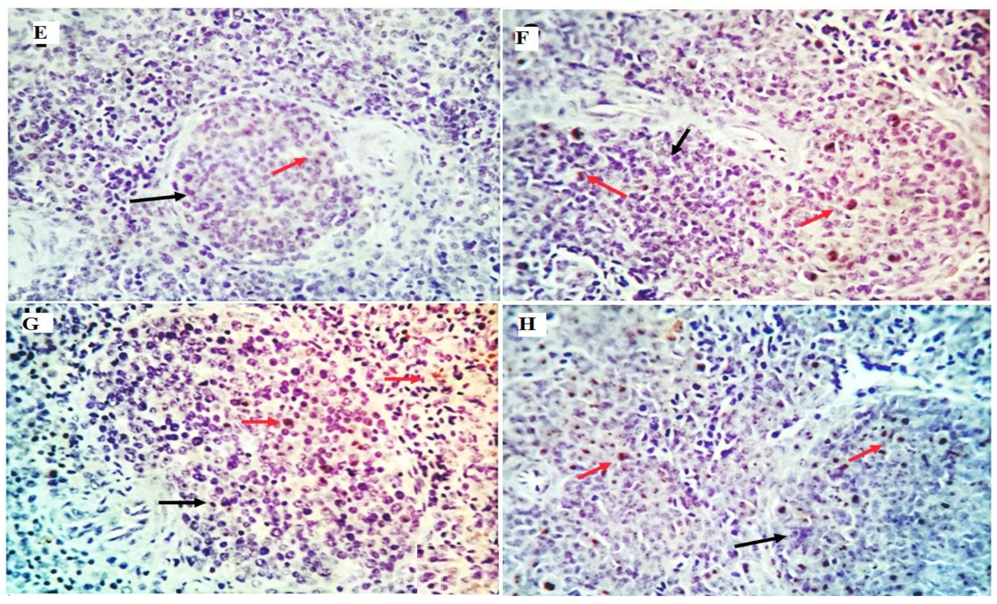 Antioxidants 11 01798 g005
