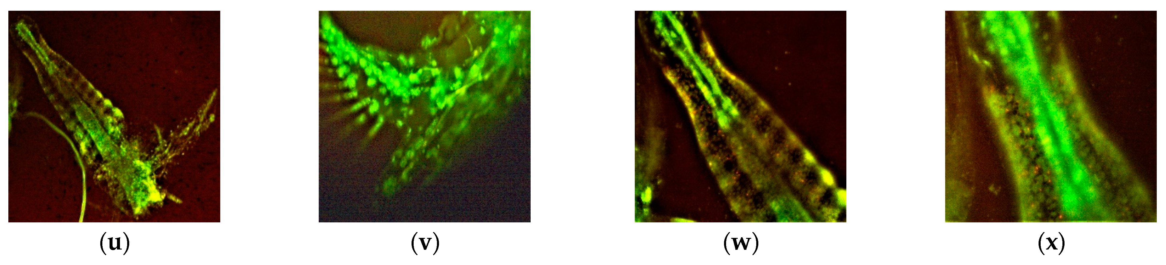 Antioxidants 11 01801 g003b