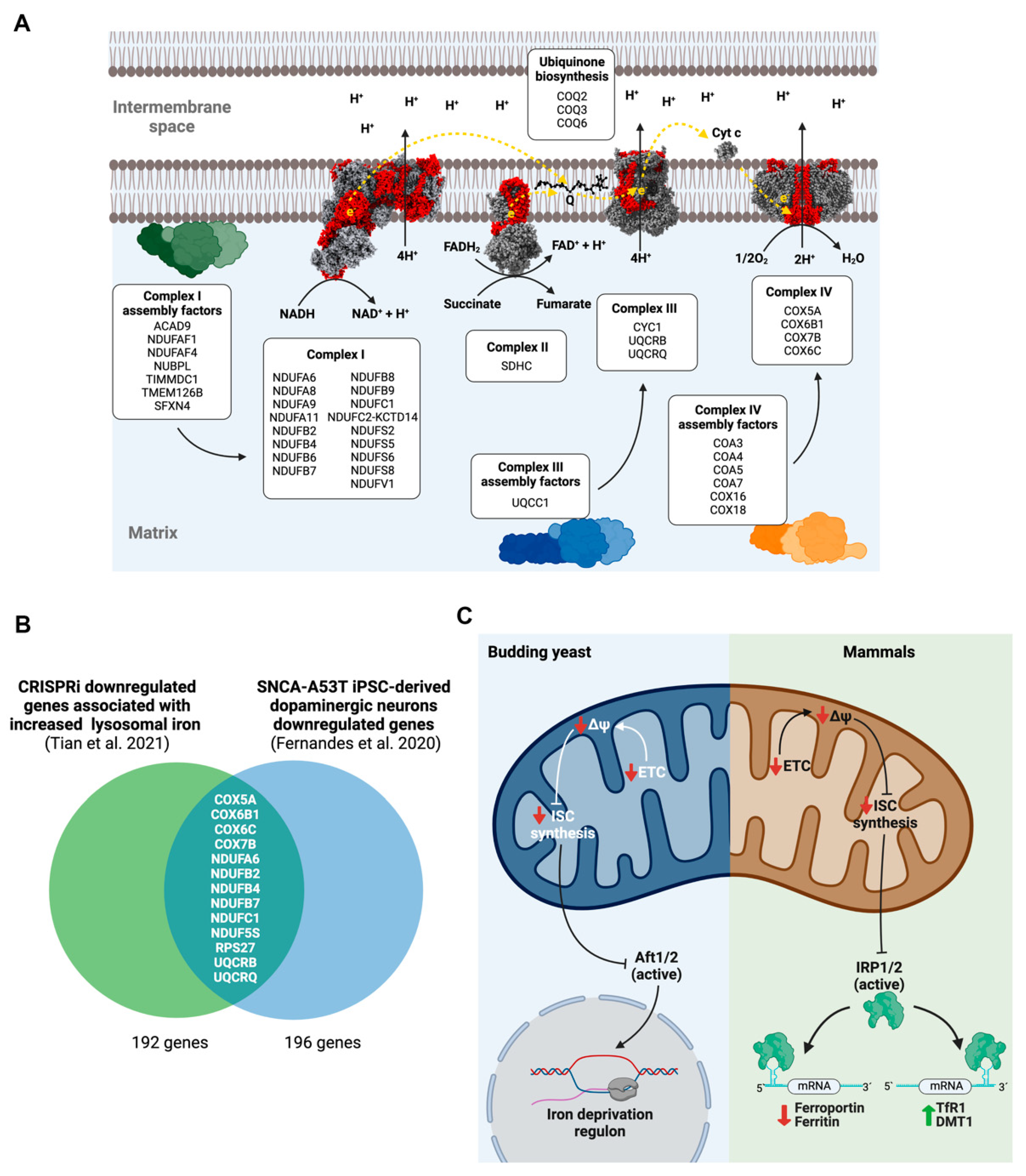 Antioxidants 11 01807 g001 550