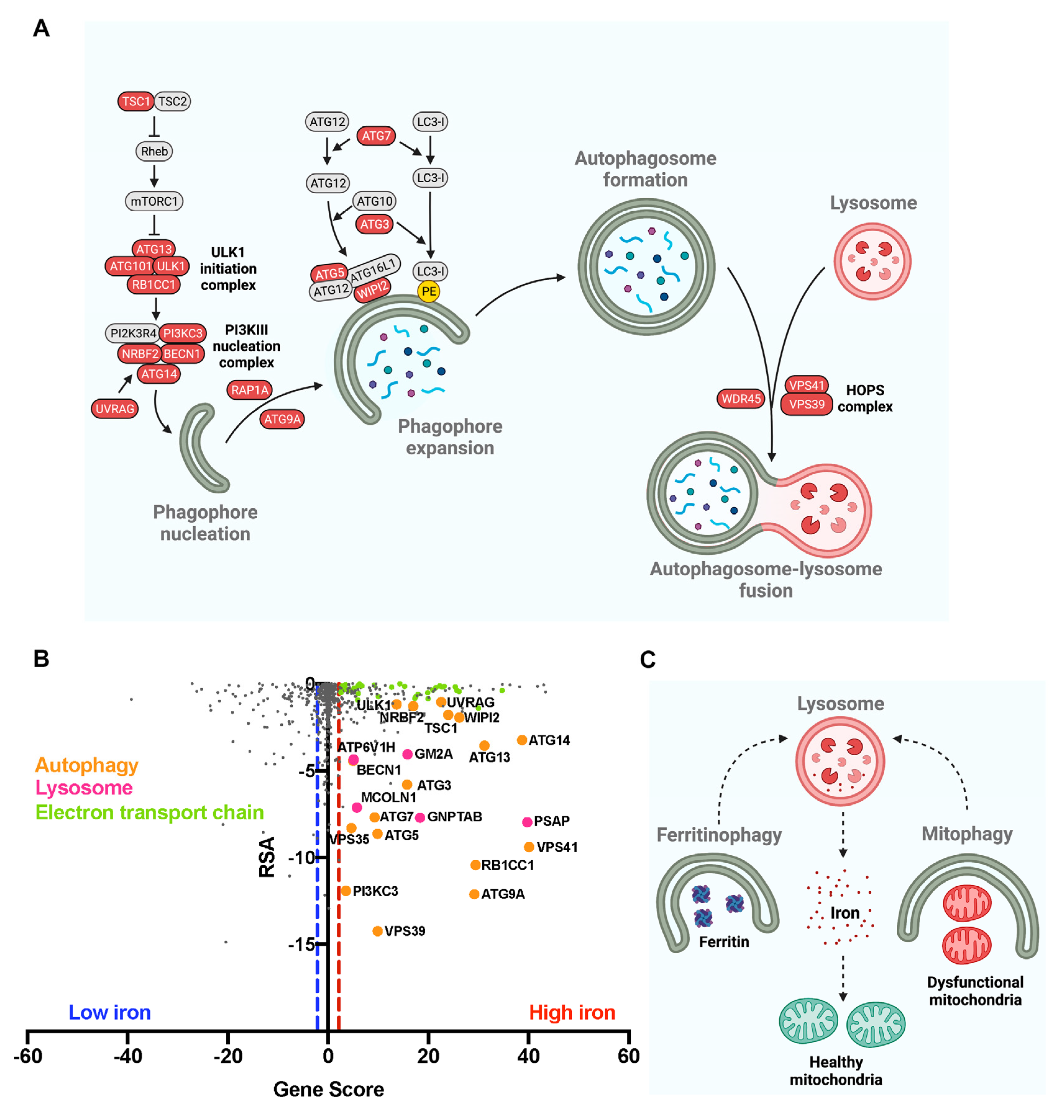 Antioxidants 11 01807 g002 550