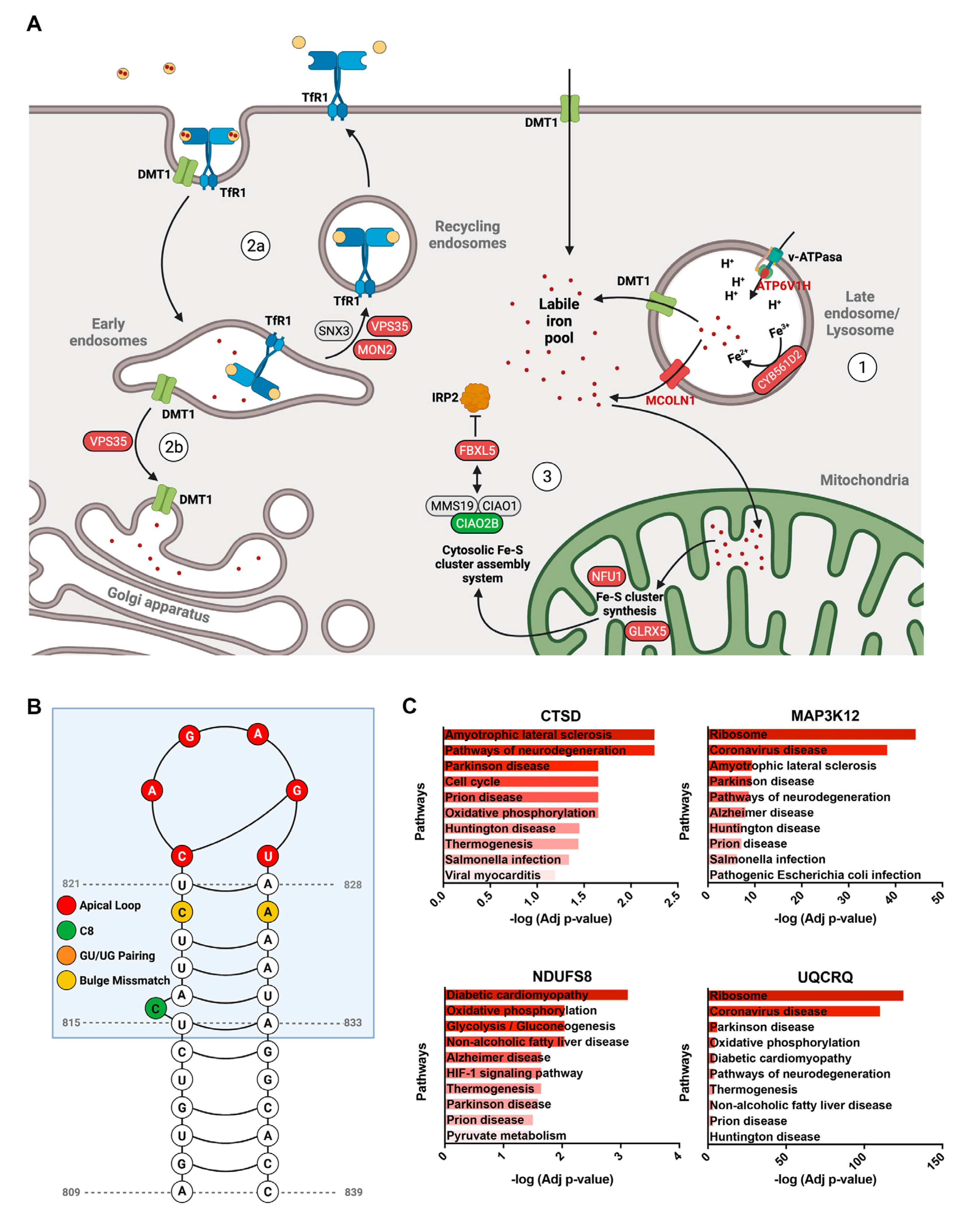 Antioxidants 11 01807 g004 550