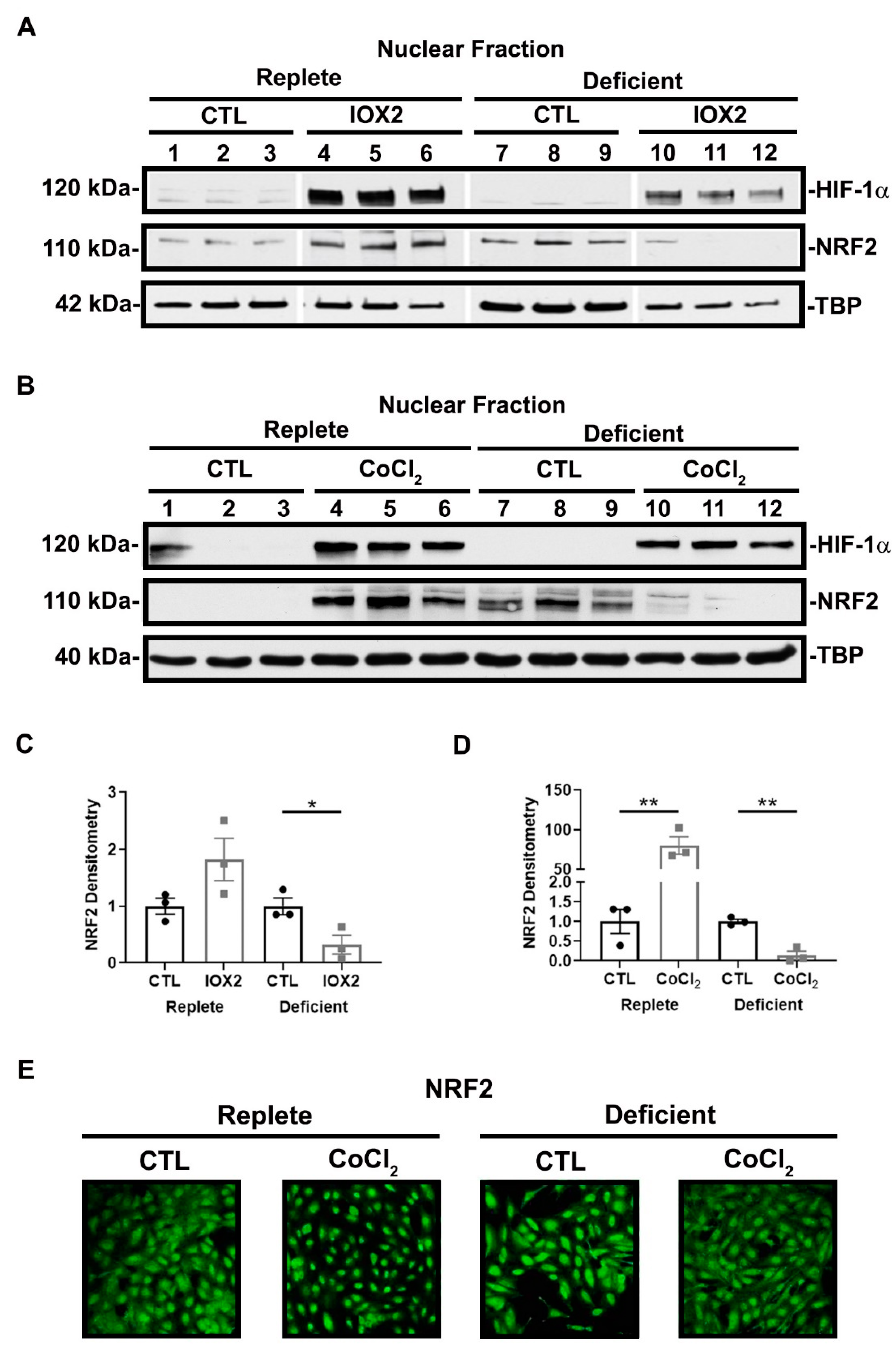 Antioxidants 11 01810 g006 Antioxidants 11 01810 g006