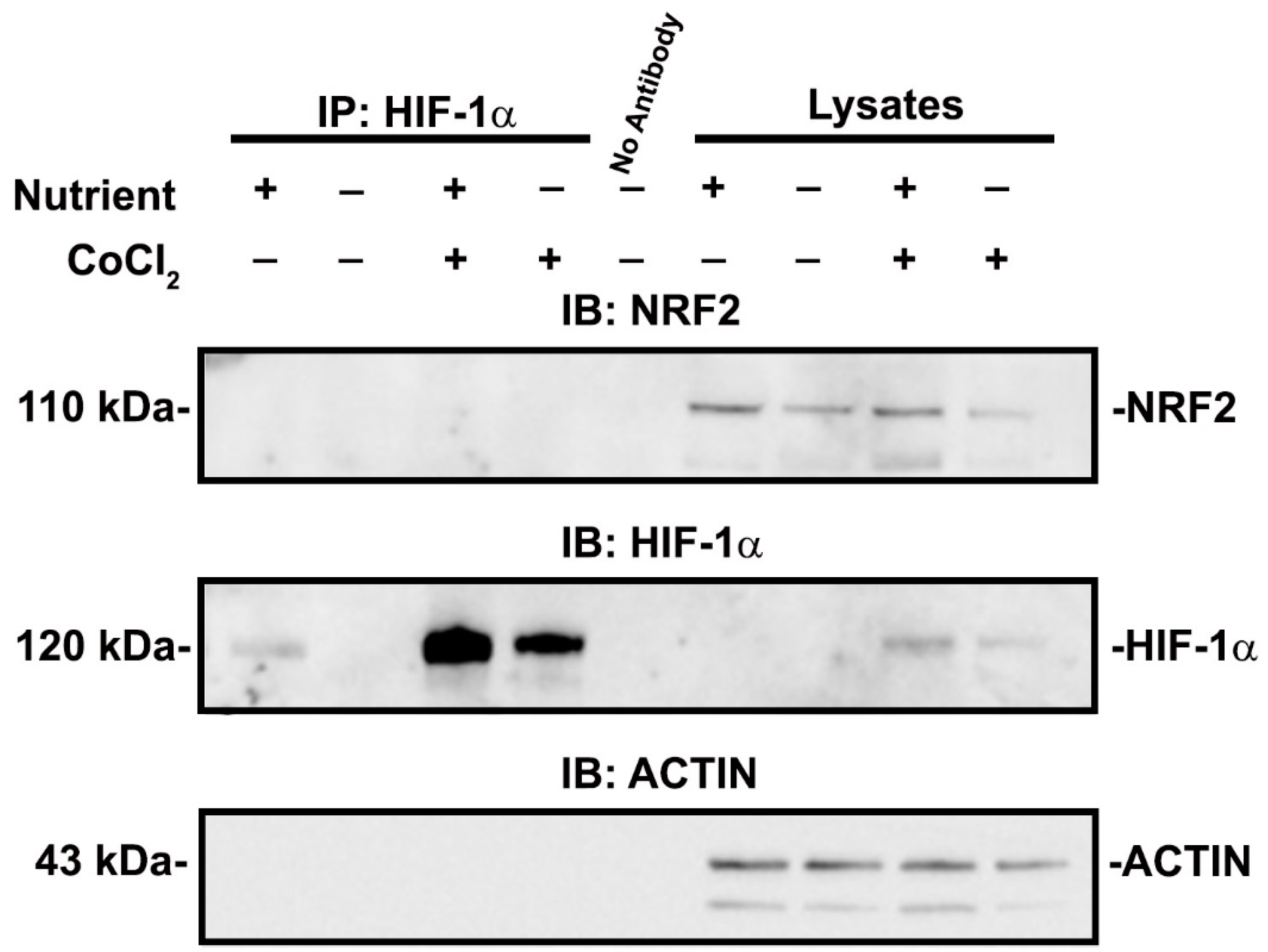 Antioxidants 11 01810 g008 Antioxidants 11 01810 g008