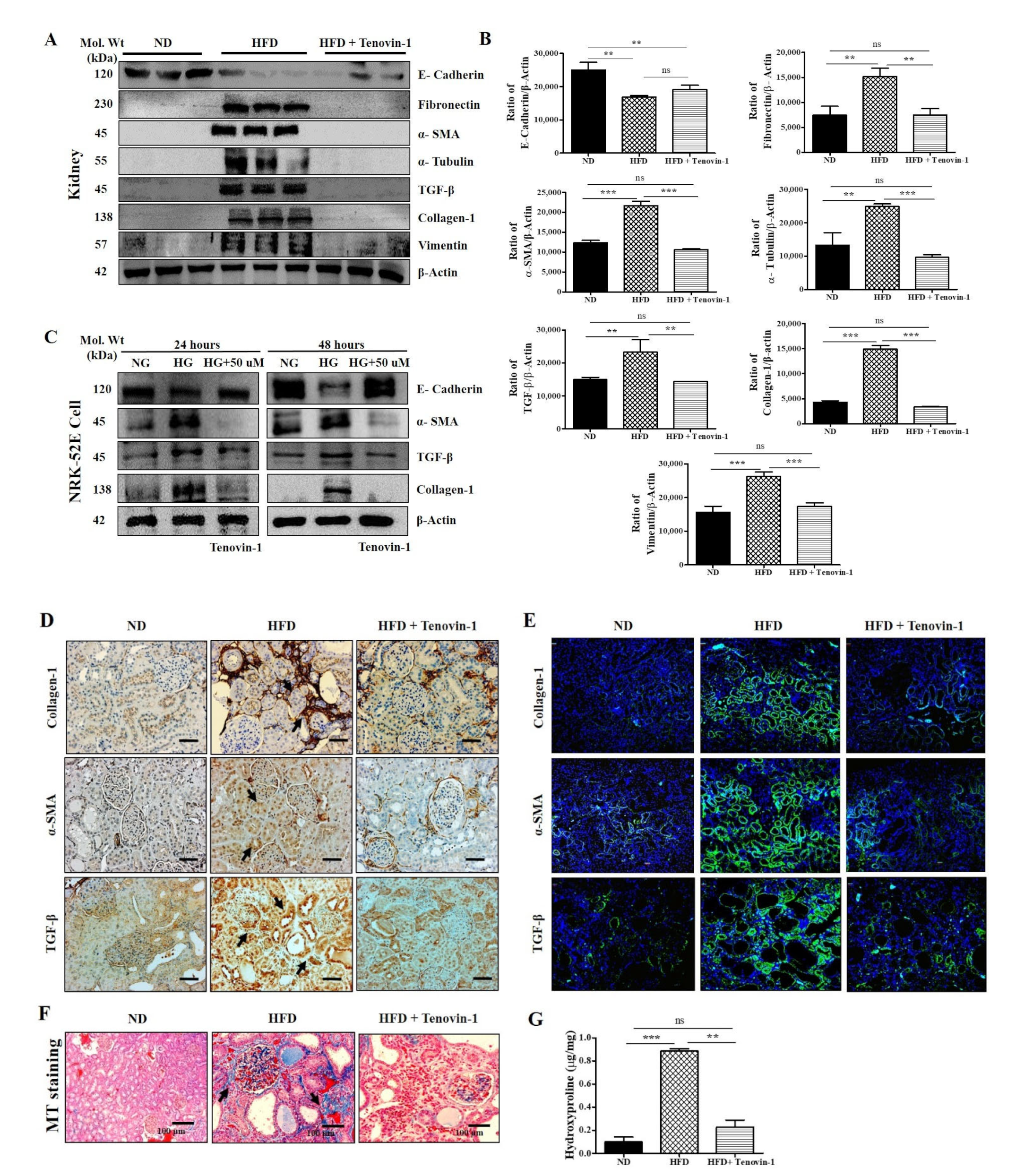 Antioxidants 11 01812 g006 Antioxidants 11 01812 g006