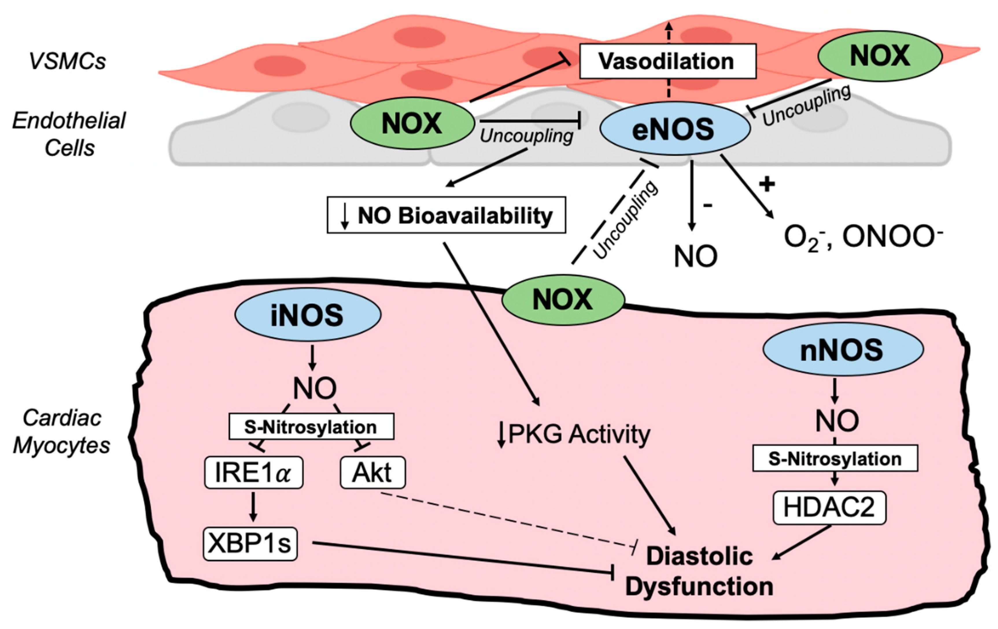 NADPH Oxidase 4 Regulates Inflammation in Ischemic Heart Failure: Role of  Soluble Epoxide Hydrolase