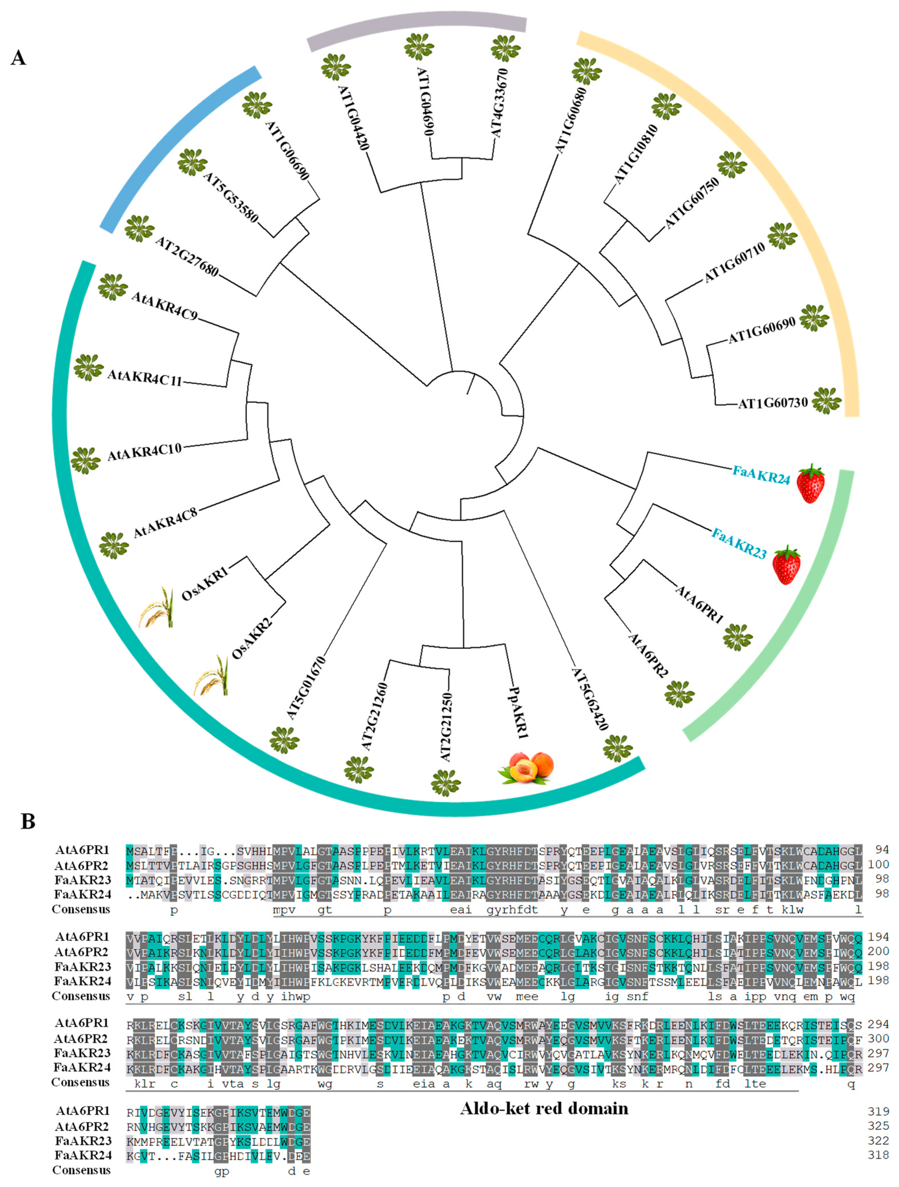 FaAKR23 Modulates Ascorbic Acid and Anthocyanin Accumulation in Strawberry Fragaria ananassa Fruits