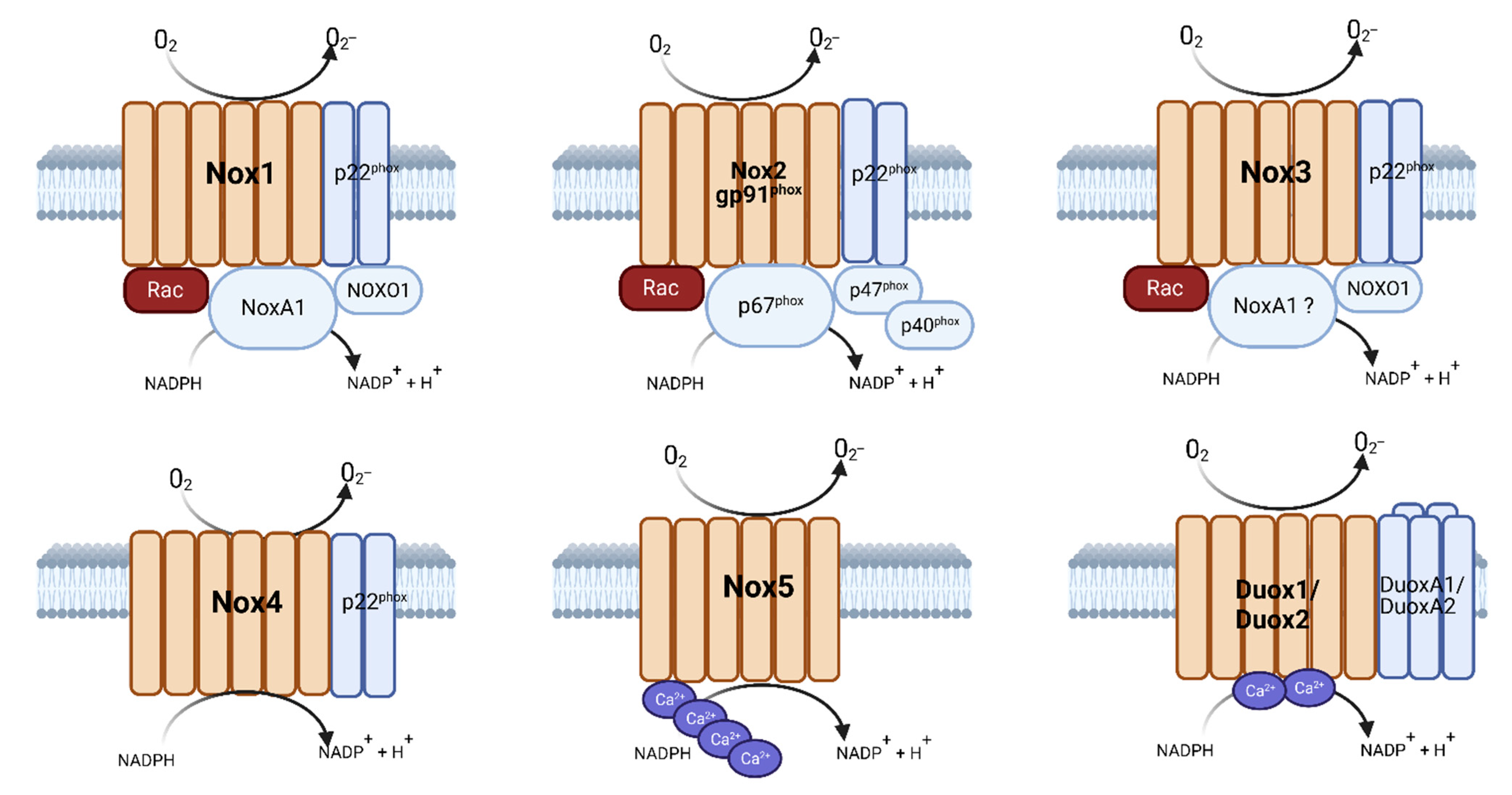 NADPH Oxidases in Aortic Aneurysms