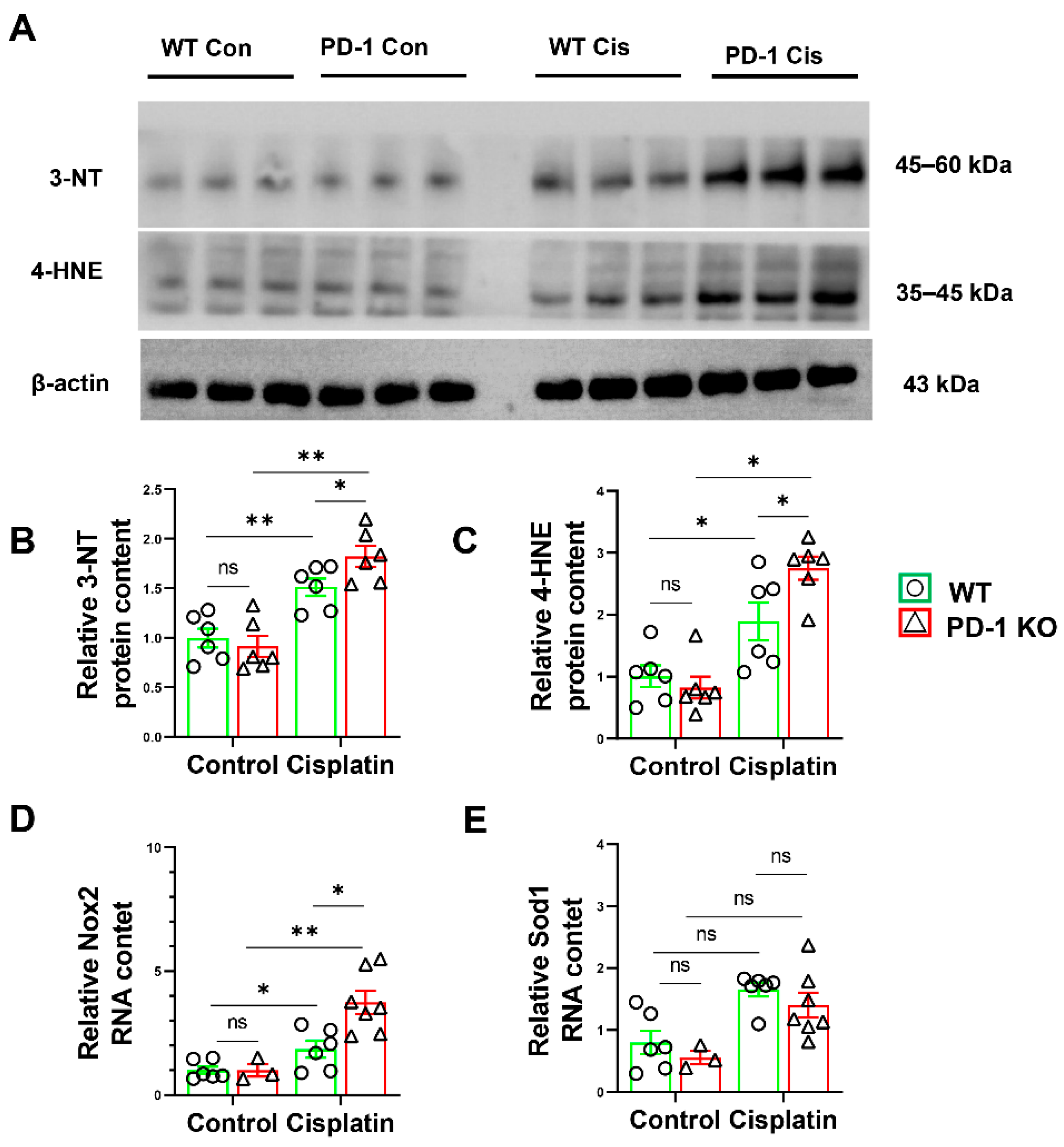 Antioxidants 11 01839 g006 Antioxidants 11 01839 g006