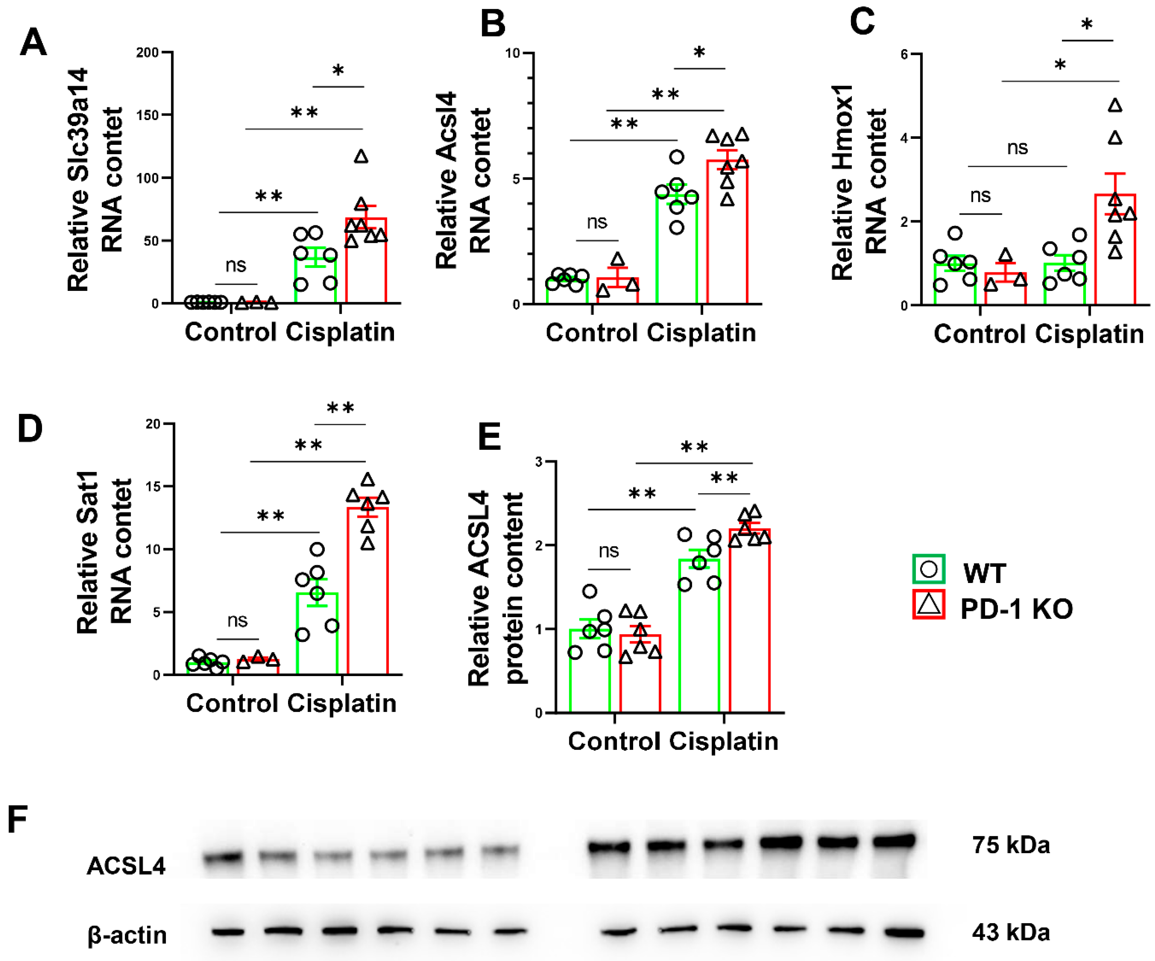 Antioxidants 11 01839 g007 Antioxidants 11 01839 g007