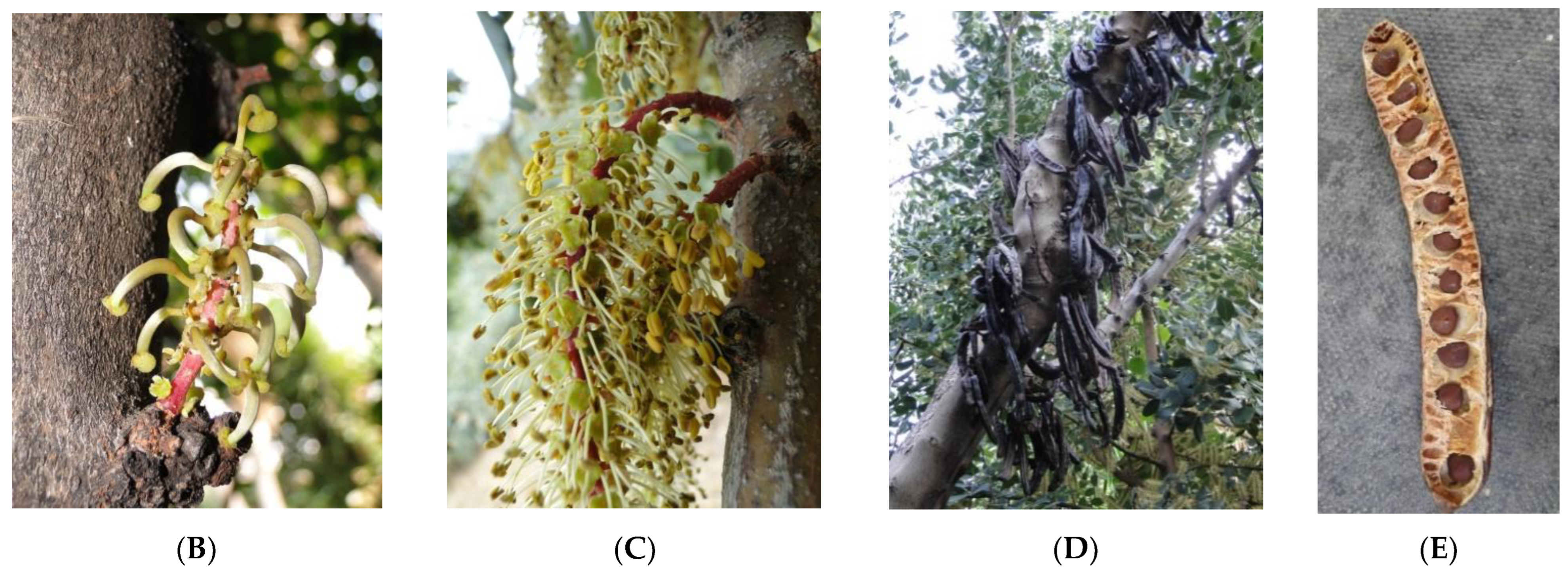 Antioxidants 11 01840 g001b