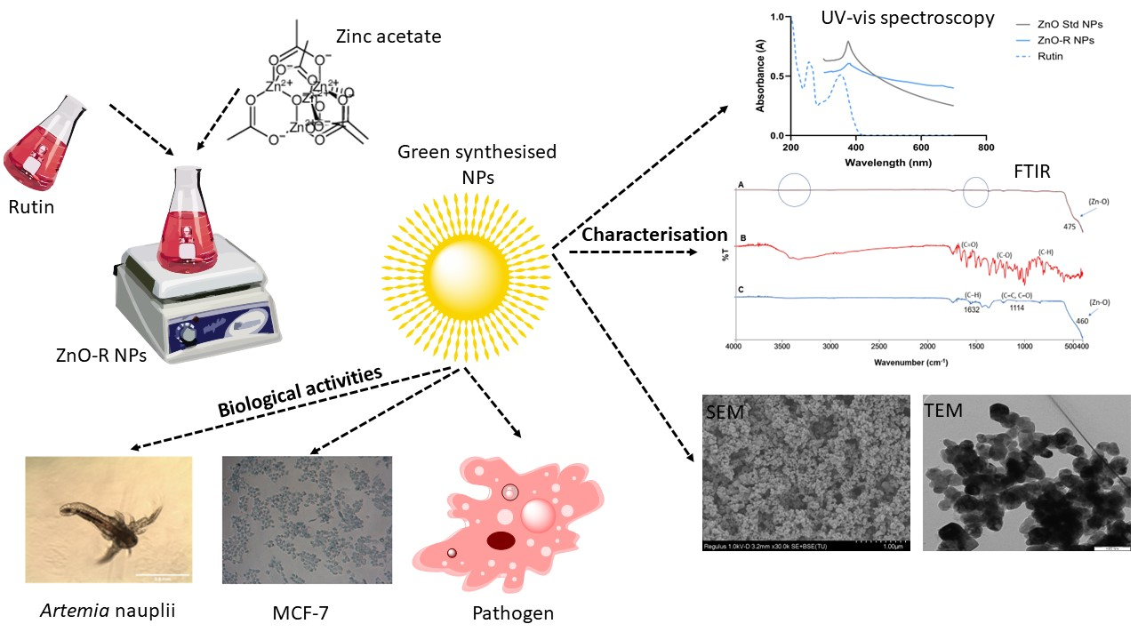 Antioxidants Free FullText Synthesis of Zinc Oxide Nanoparticles