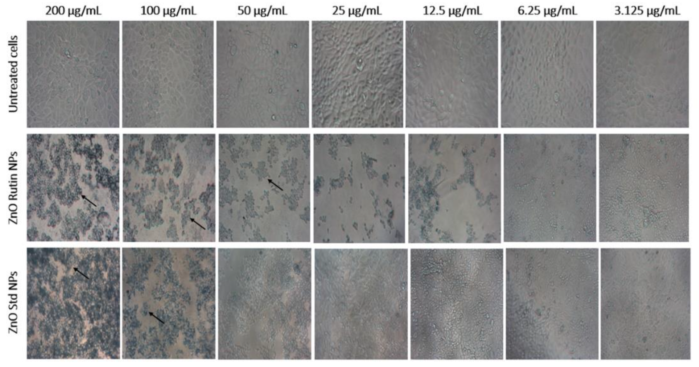 Antioxidants 11 01853 g008