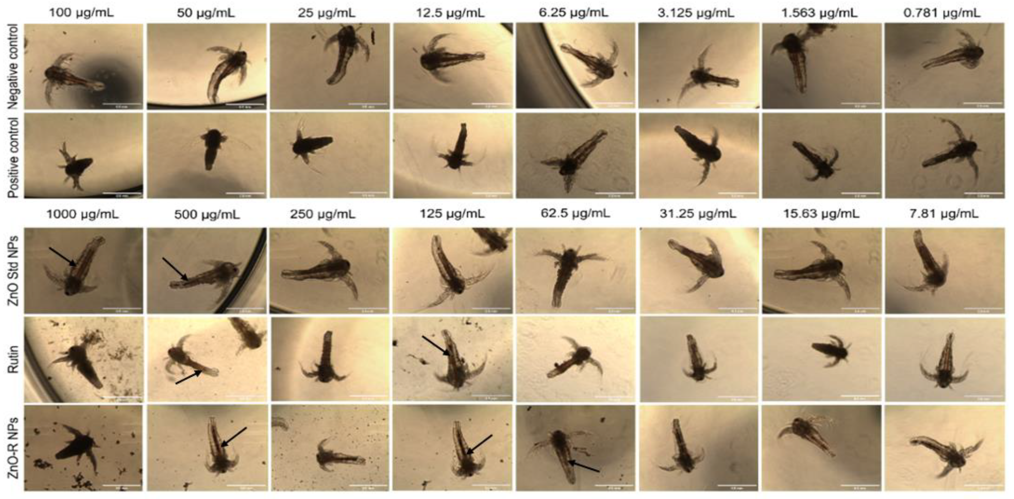 Antioxidants 11 01853 g010