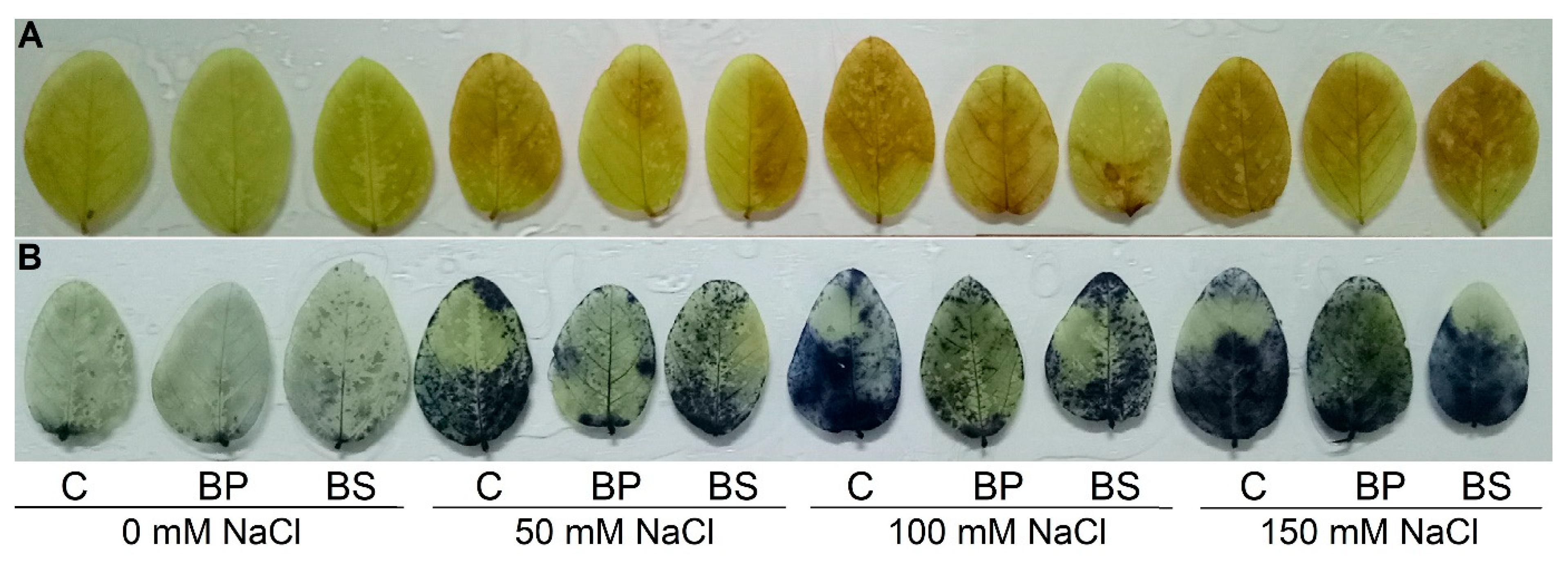 Antioxidants 11 01856 g005 Antioxidants 11 01856 g005