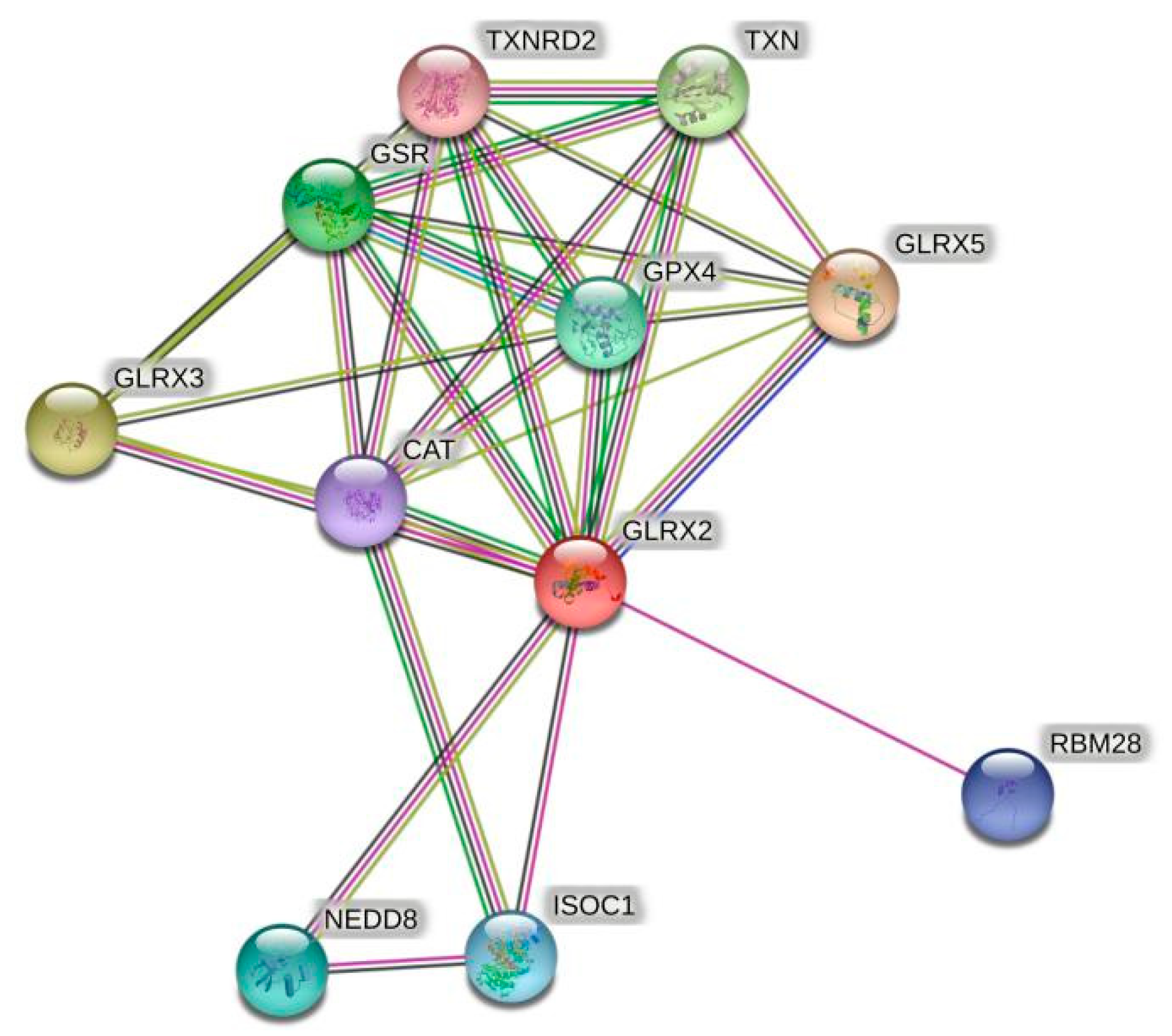Antioxidants 11 01857 g001 Antioxidants 11 01857 g001