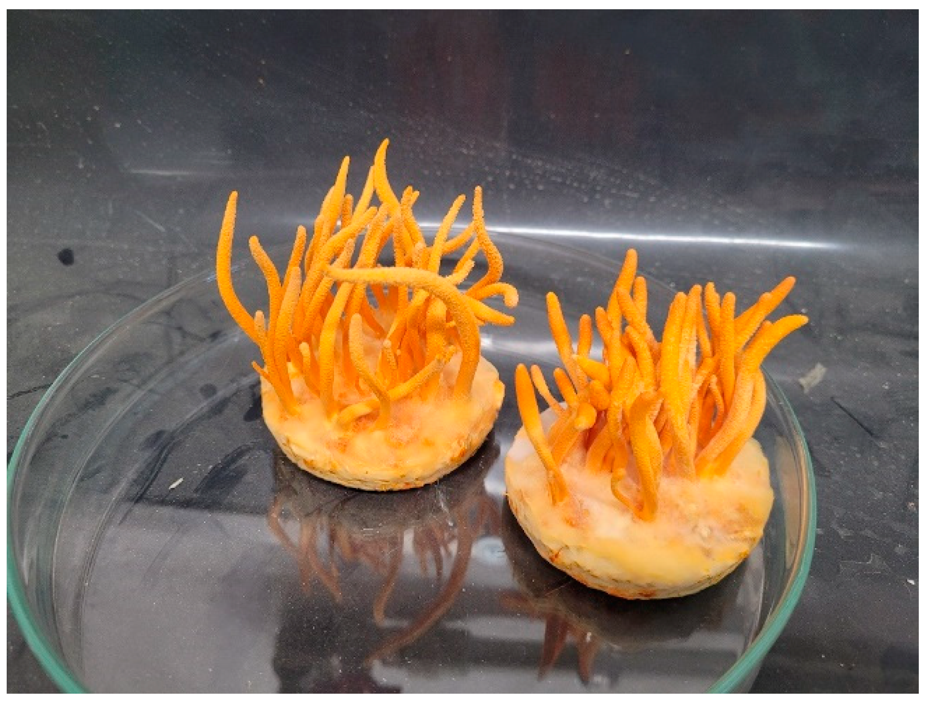 Antioxidants 11 01861 g001