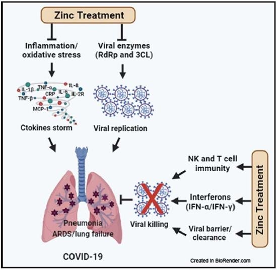 Antioxidants Free FullText The Mechanisms of Zinc Action as a