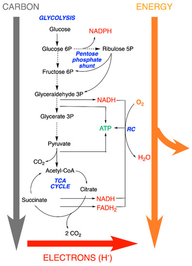 PET Chemistry The Driving Force in Mole…