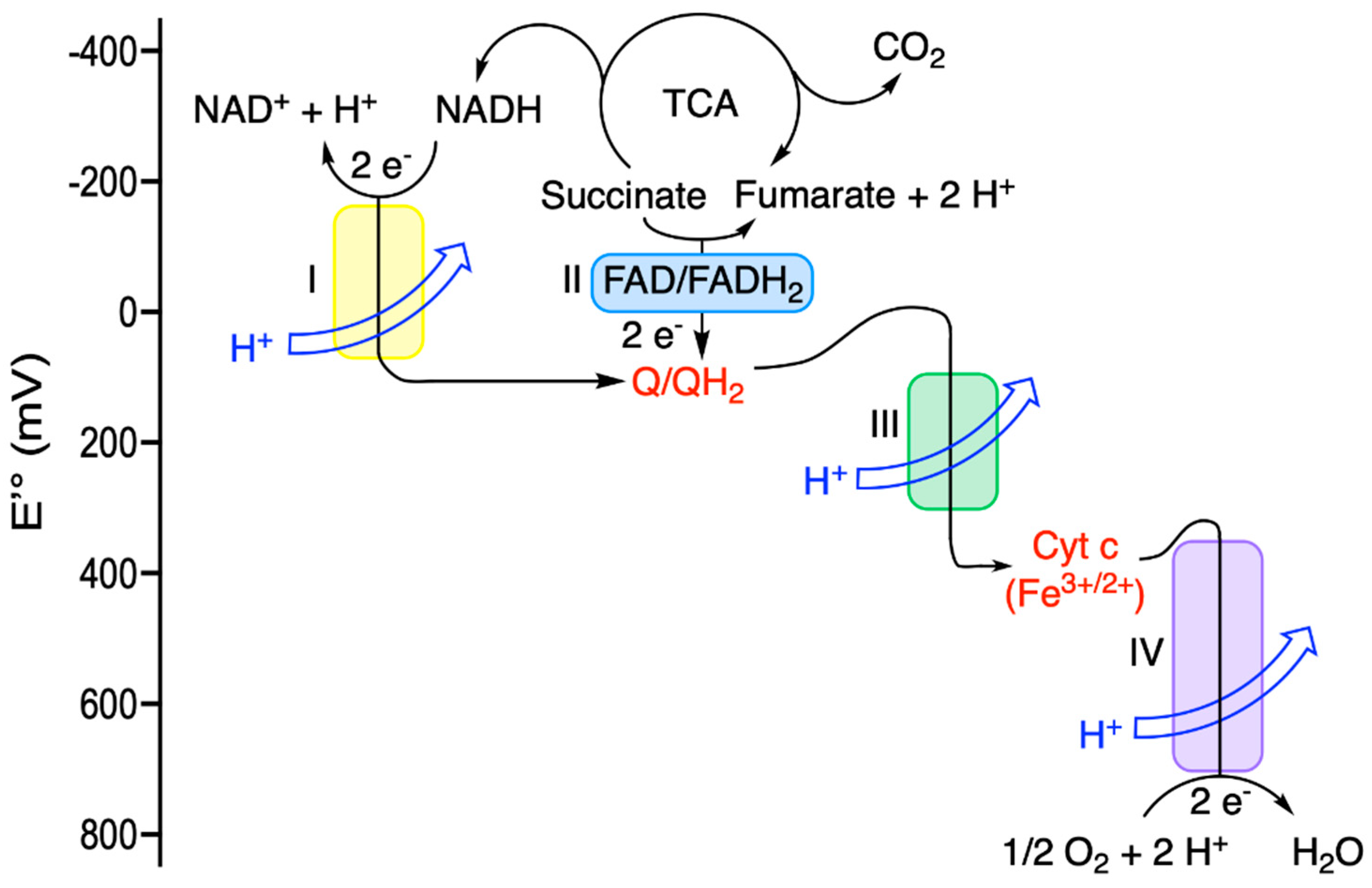 Antioxidants 11 01877 g003