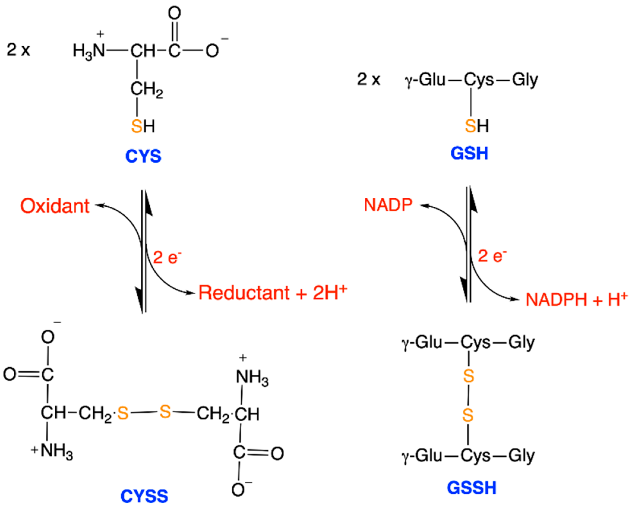 Antioxidants 11 01877 g006