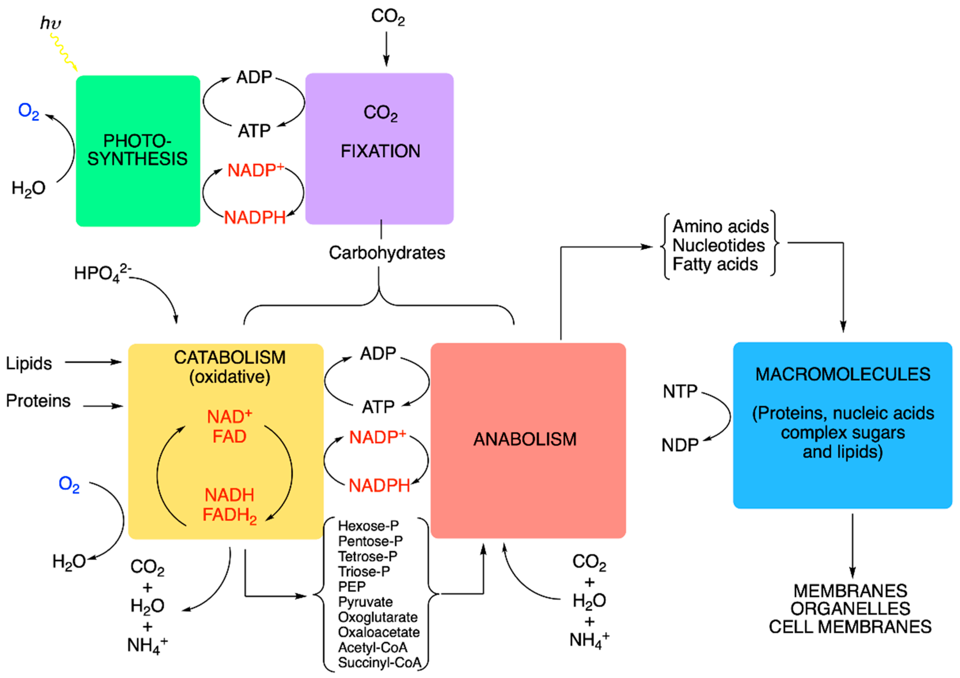 Antioxidants 11 01877 g007