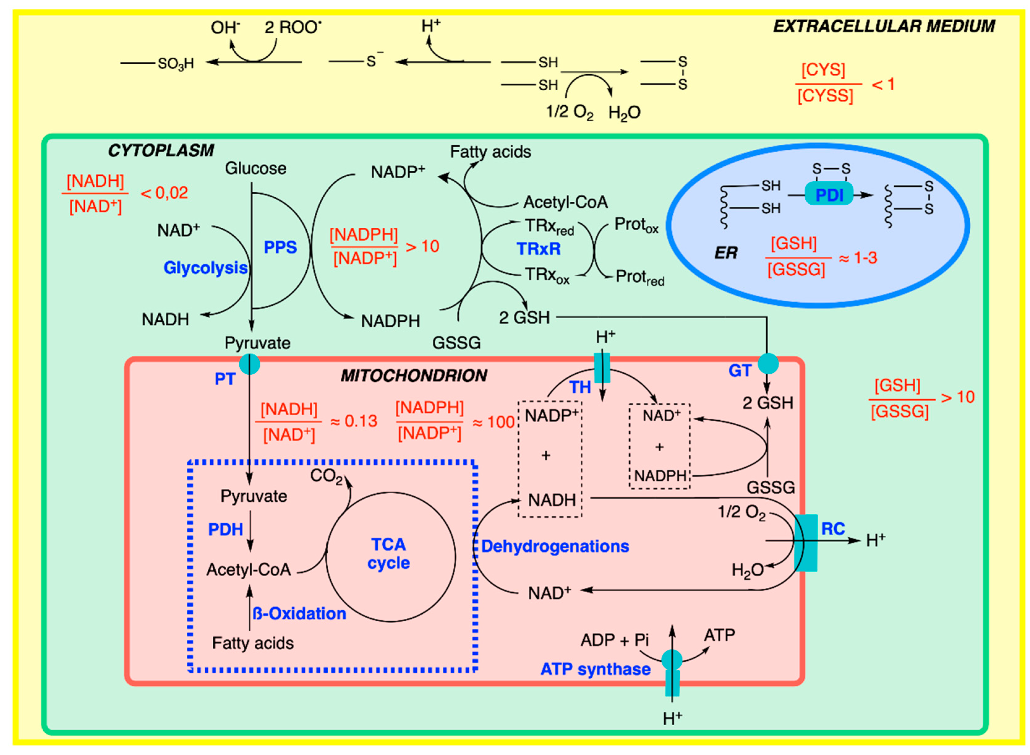 Antioxidants 11 01877 g008