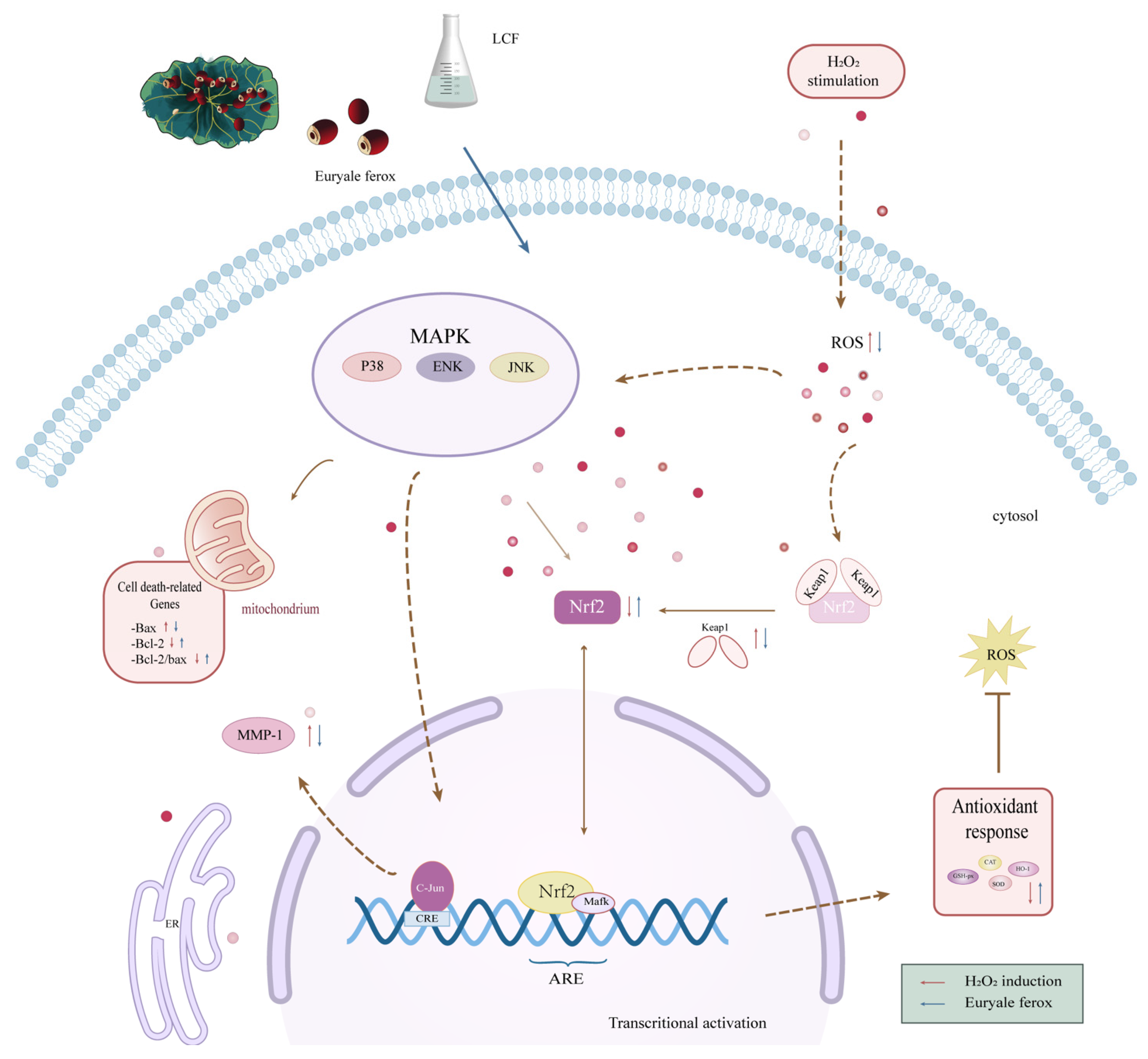 Antioxidants 11 01881 g013 Antioxidants 11 01881 g013