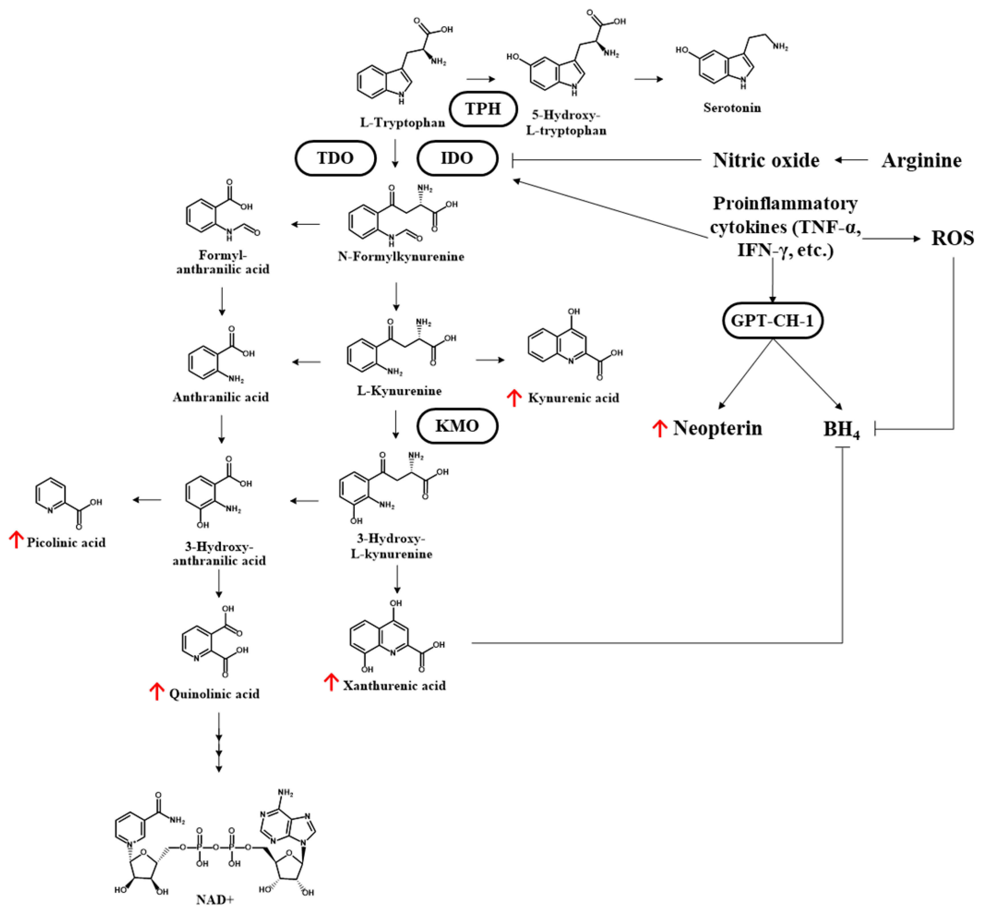 Antioxidants 11 01884 g004 Antioxidants 11 01884 g004