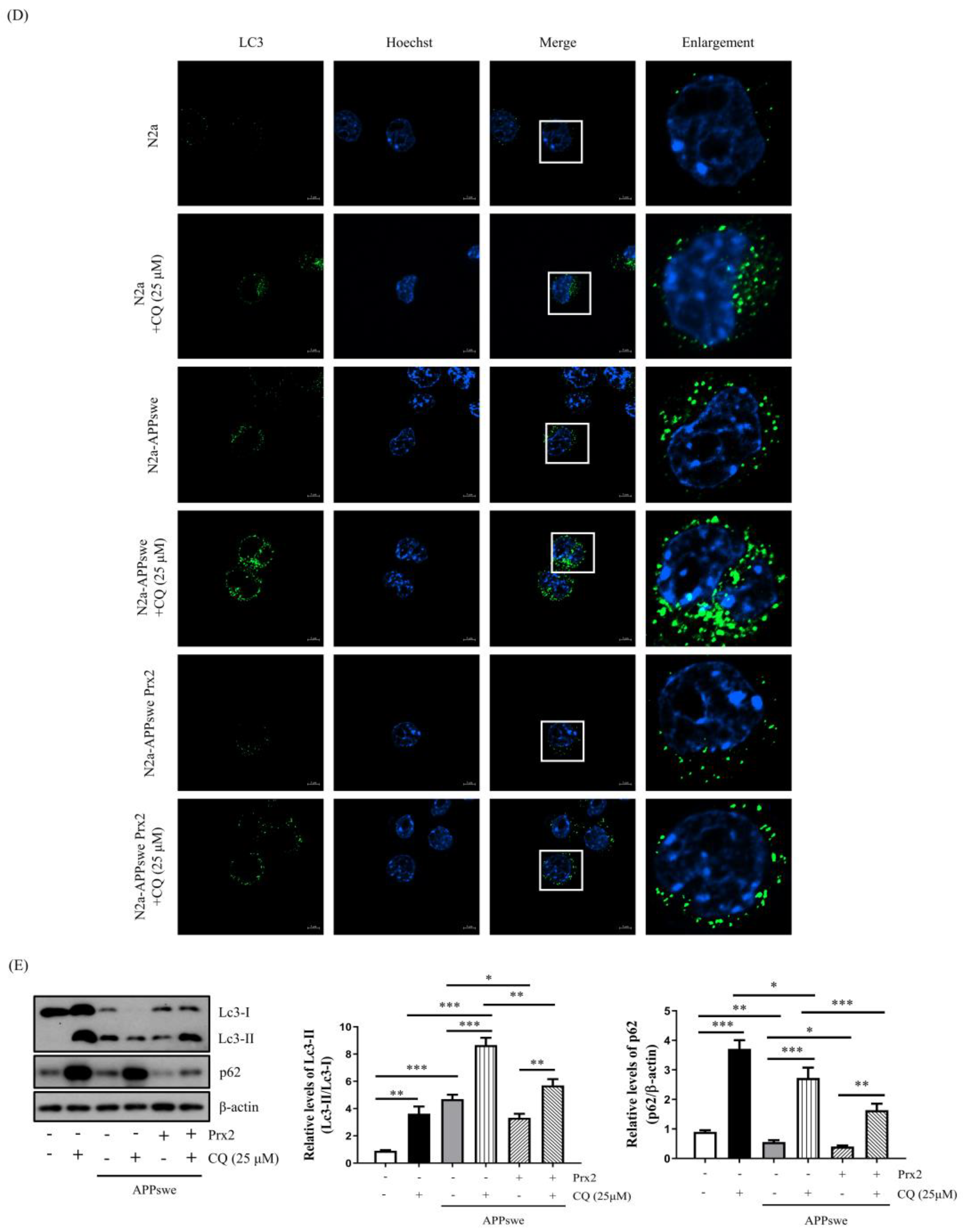 Antioxidants 11 01889 g004b