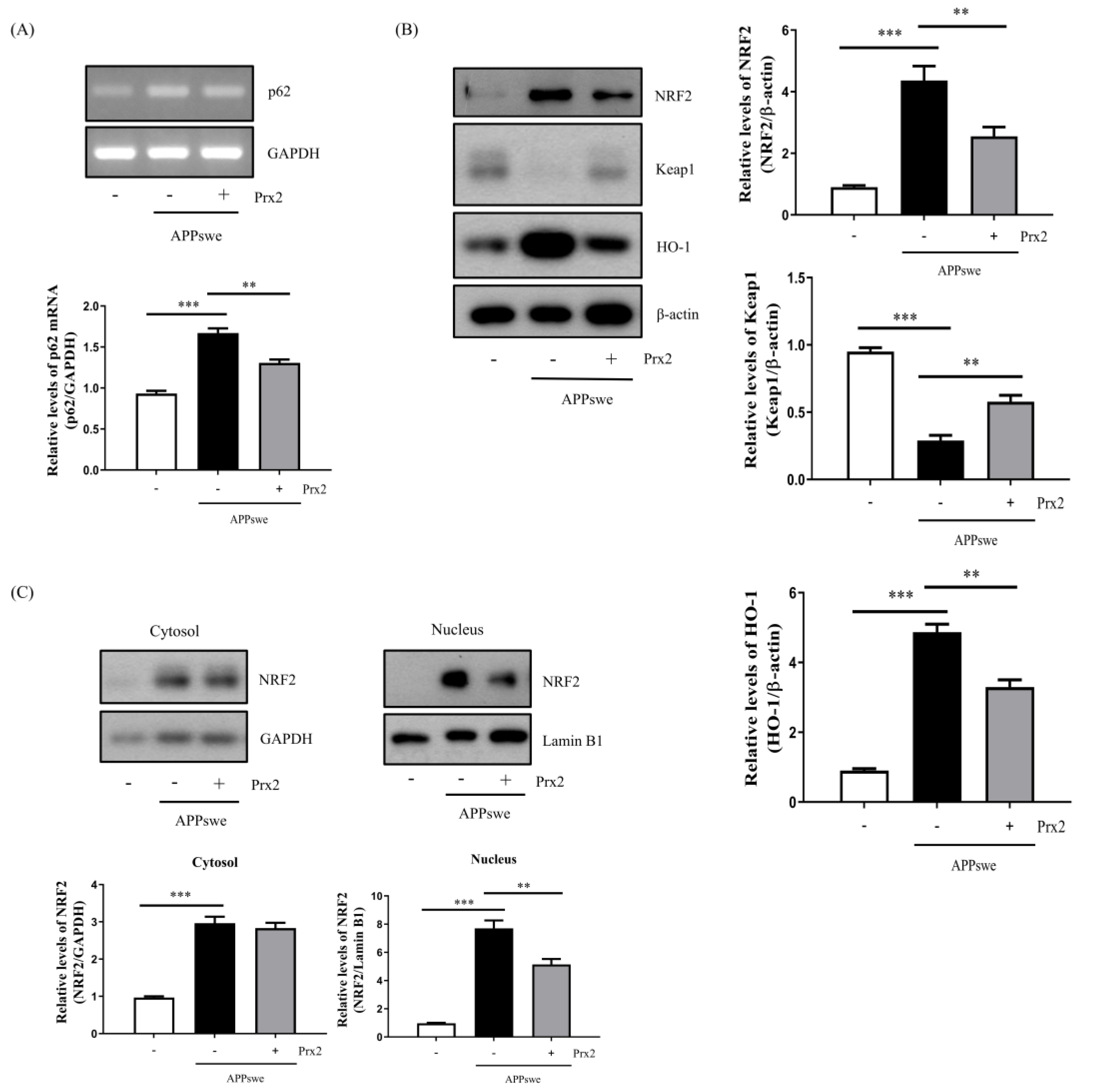 Antioxidants 11 01889 g005