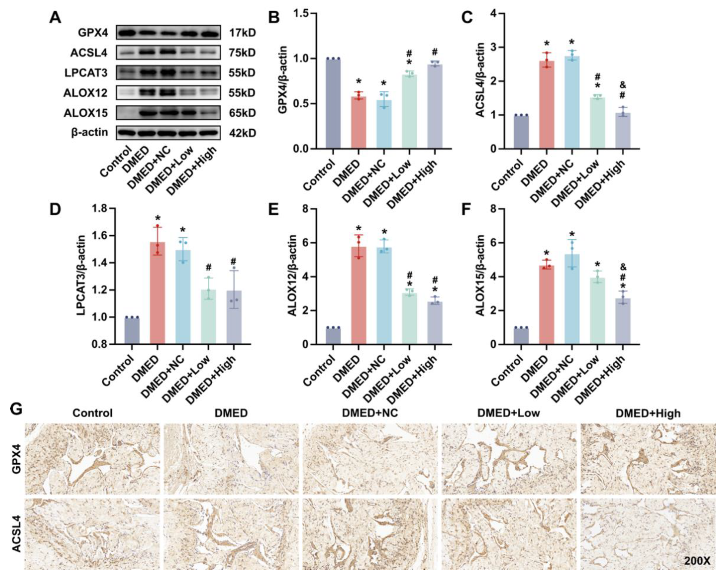 Antioxidants 11 01896 g002 Antioxidants 11 01896 g002