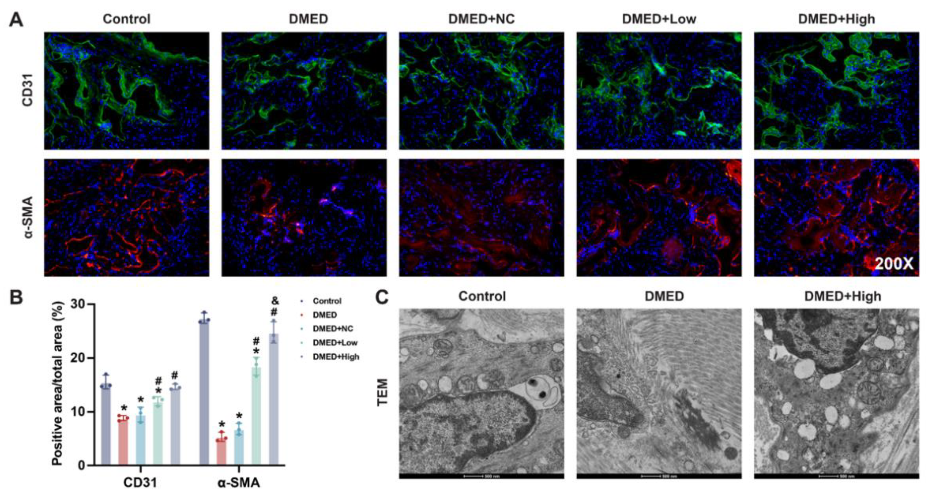 Antioxidants 11 01896 g004 Antioxidants 11 01896 g004