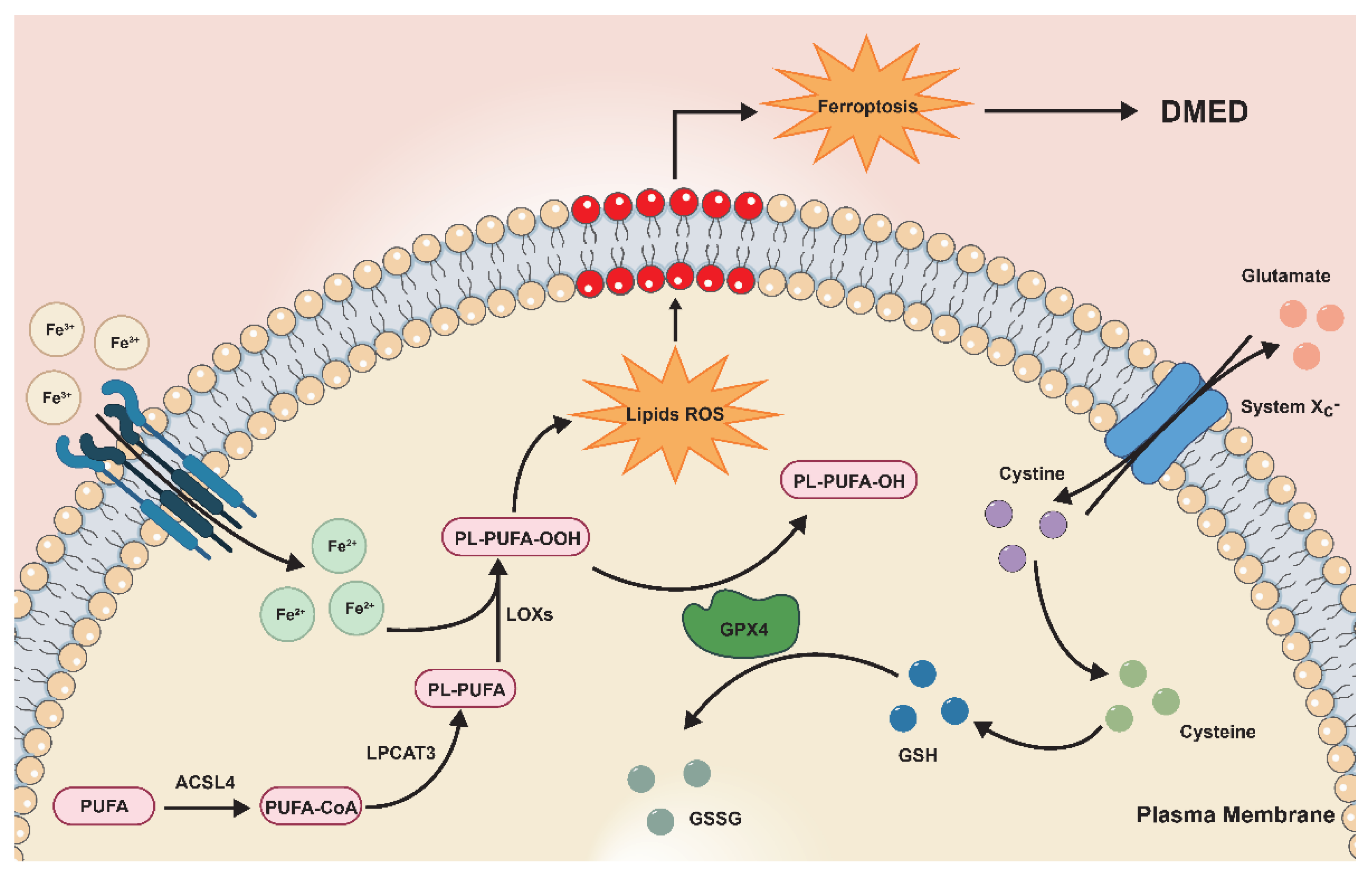 Antioxidants 11 01896 g007 Antioxidants 11 01896 g007