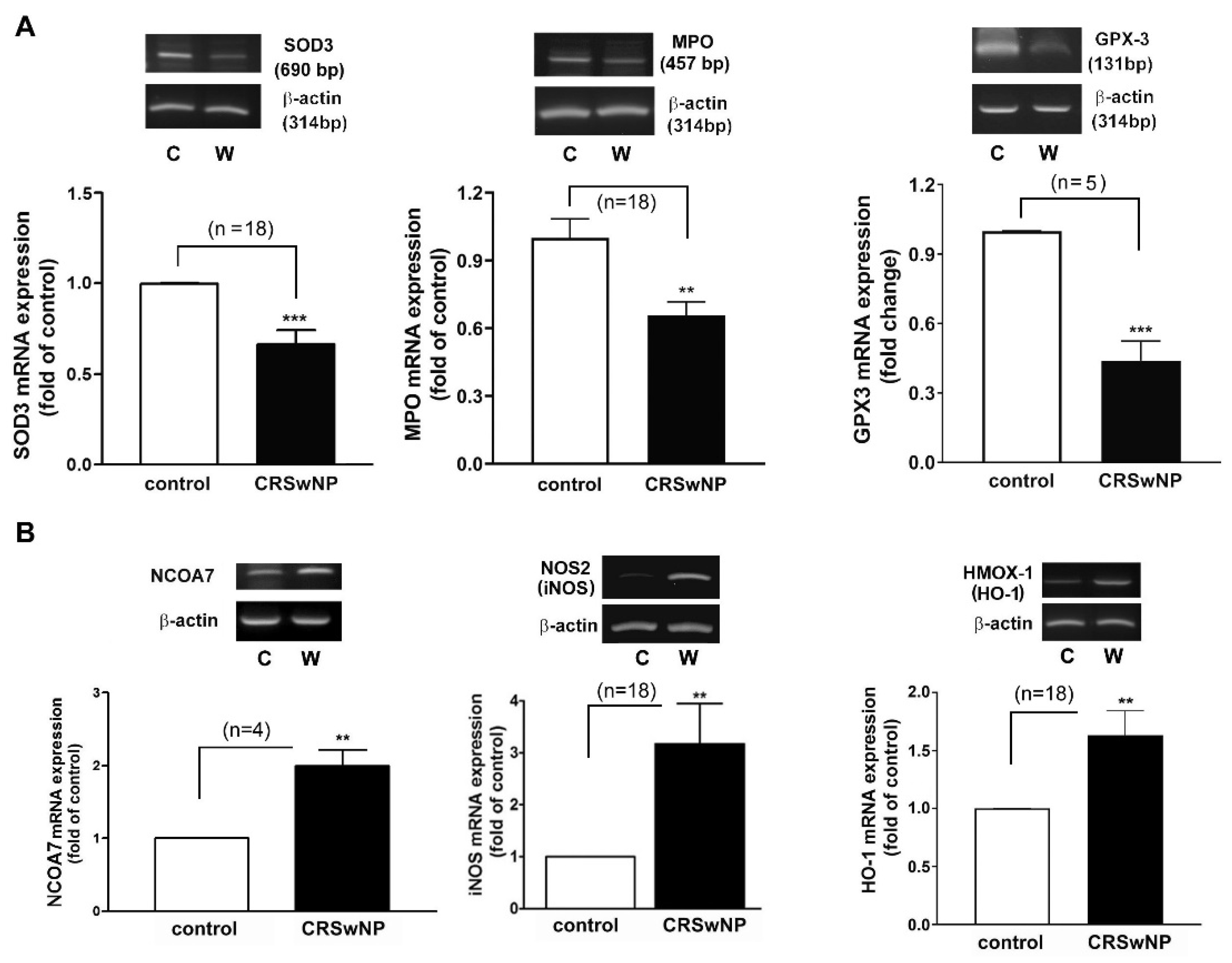 Antioxidants 11 01899 g004 Antioxidants 11 01899 g004