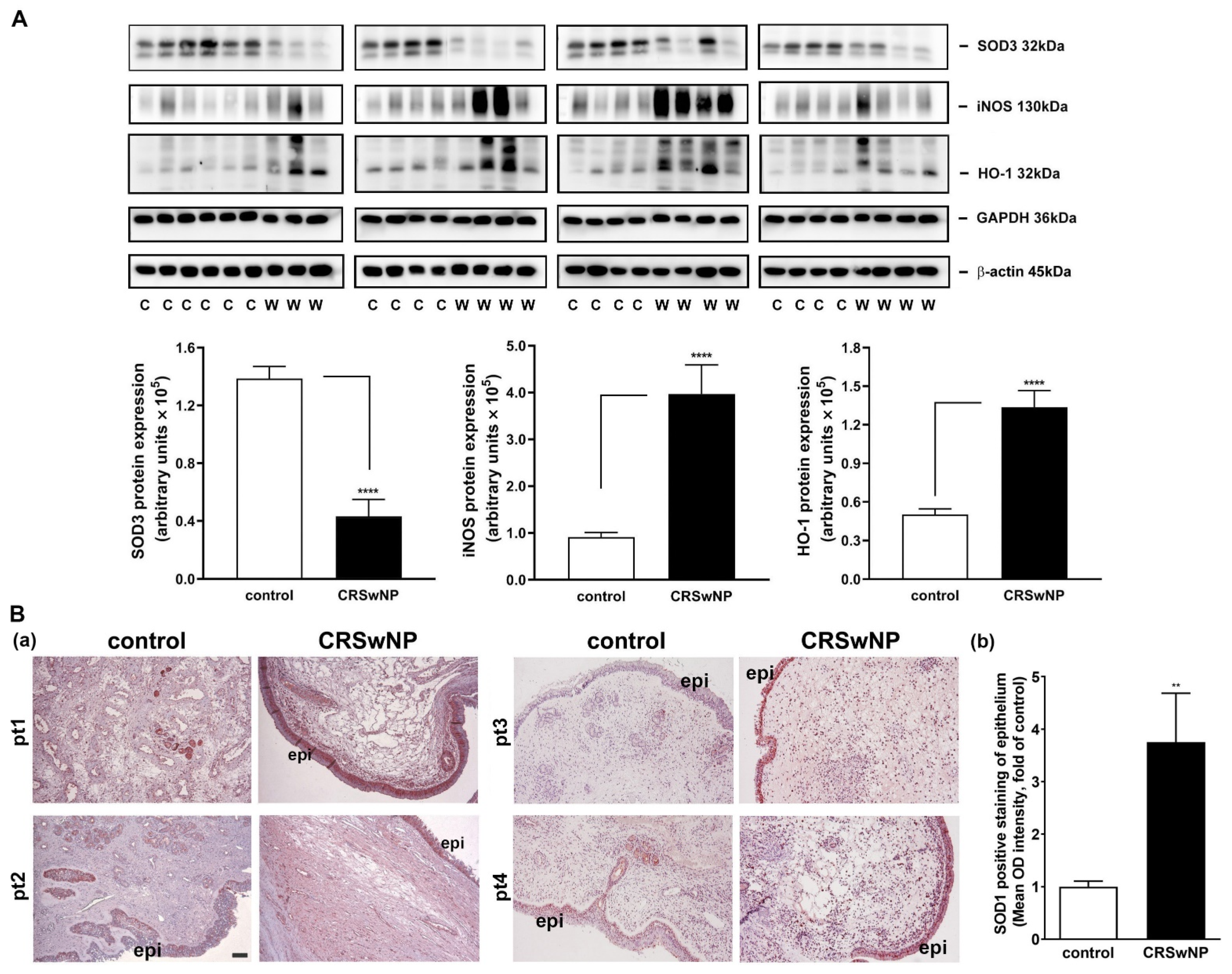 Antioxidants 11 01899 g005 Antioxidants 11 01899 g005