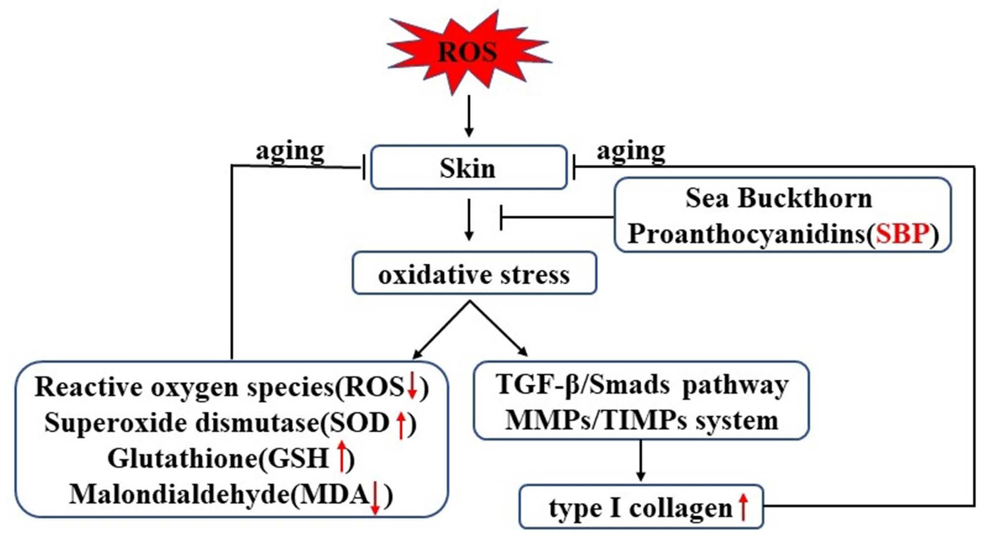 Antioxidants | Free Full-Text | Anti-Aging Effect and Mechanism of ...