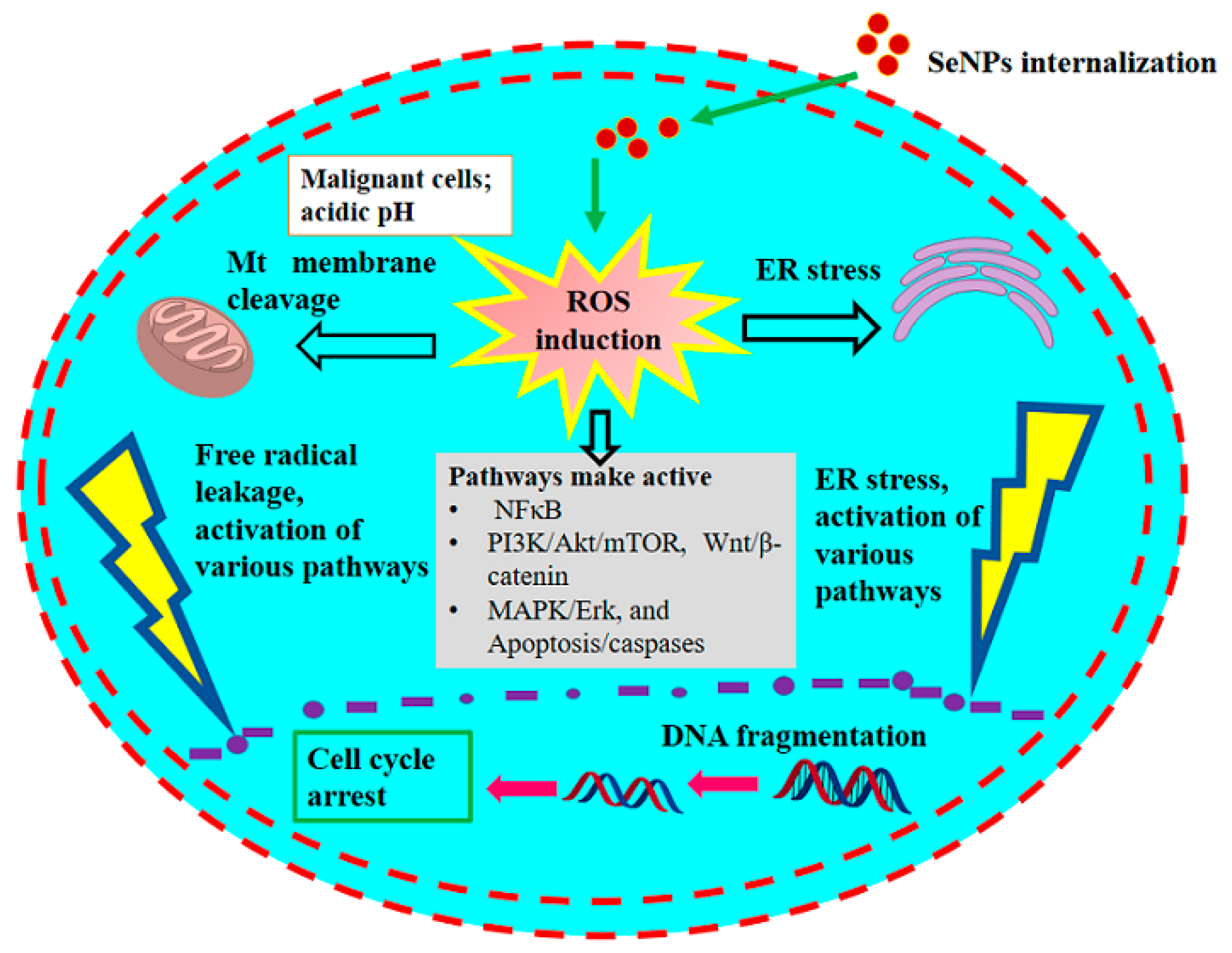 Antioxidants 11 01916 g003 Antioxidants 11 01916 g003