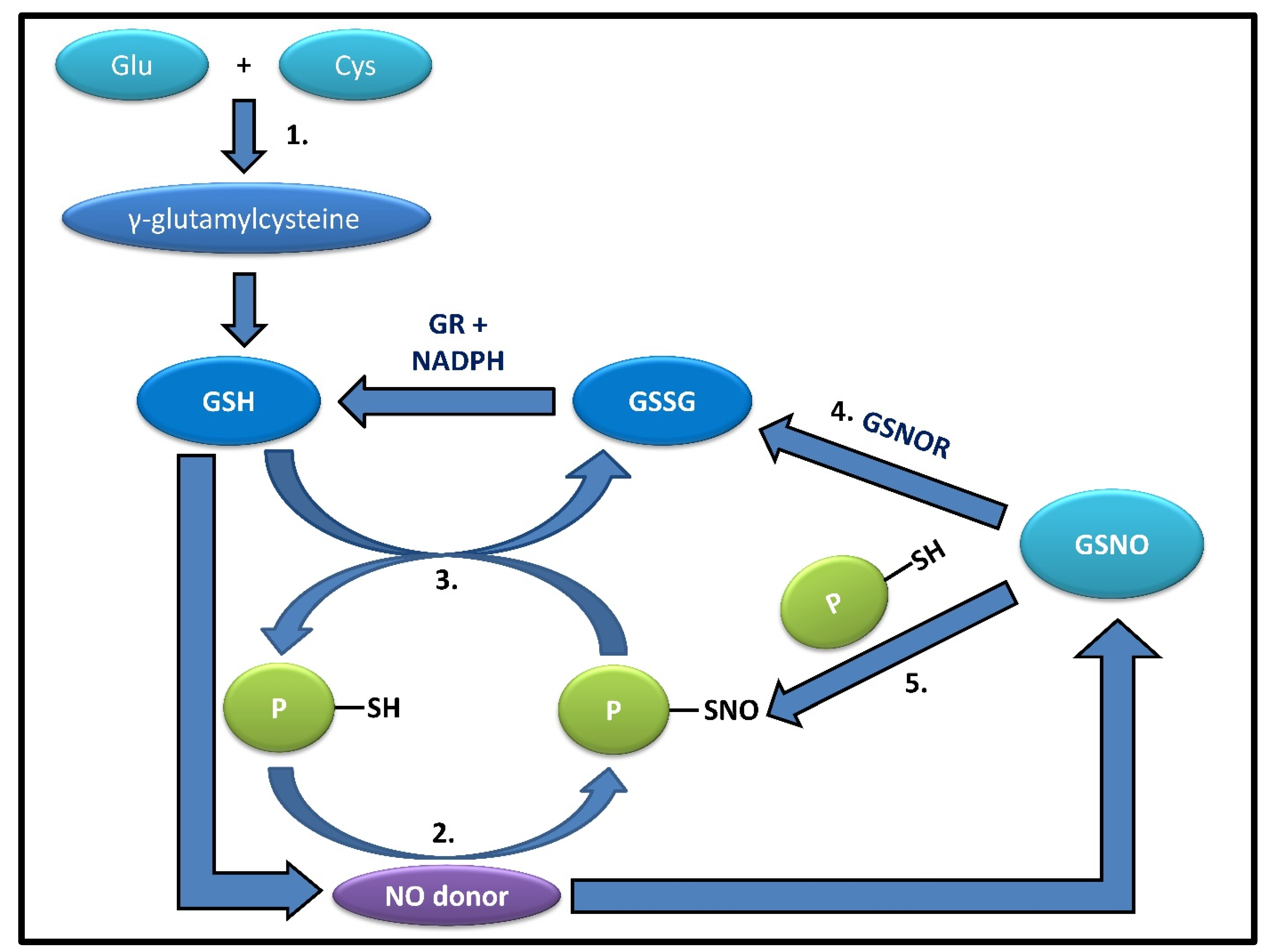 Antioxidants 11 01921 g001 Antioxidants 11 01921 g001