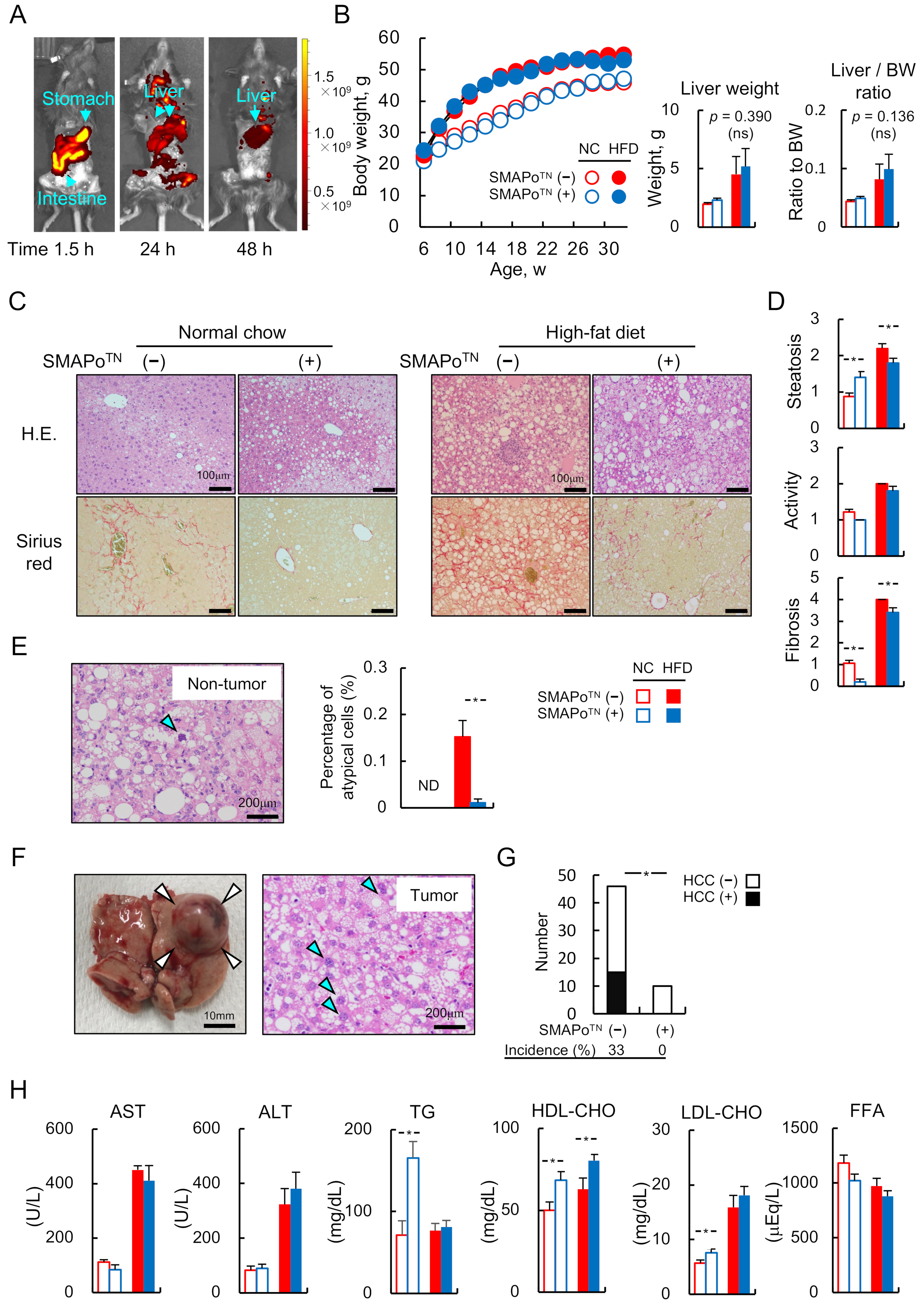 Antioxidants 11 01939 g001 Antioxidants 11 01939 g001