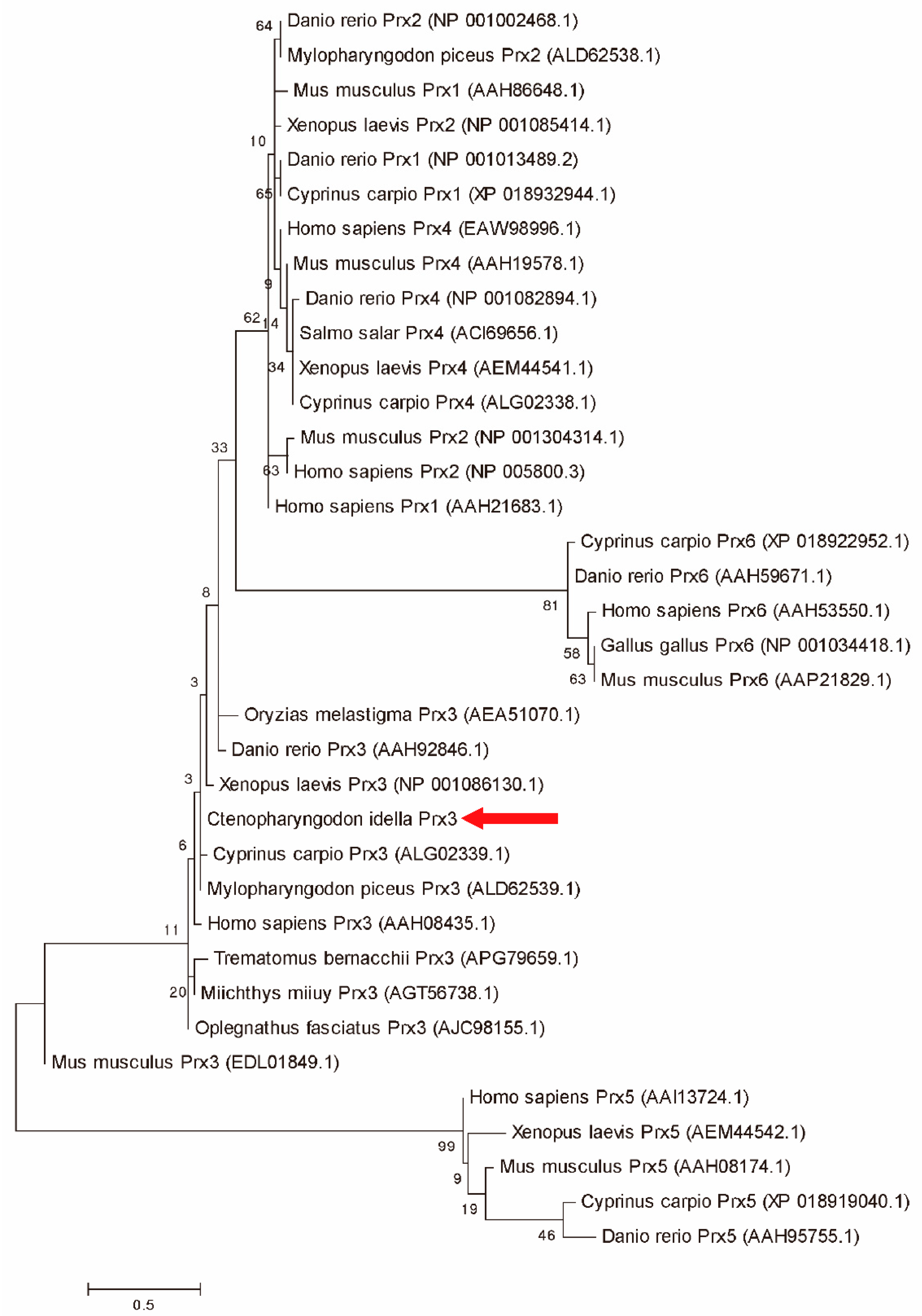 Antioxidants 11 01952 g002 Antioxidants 11 01952 g002