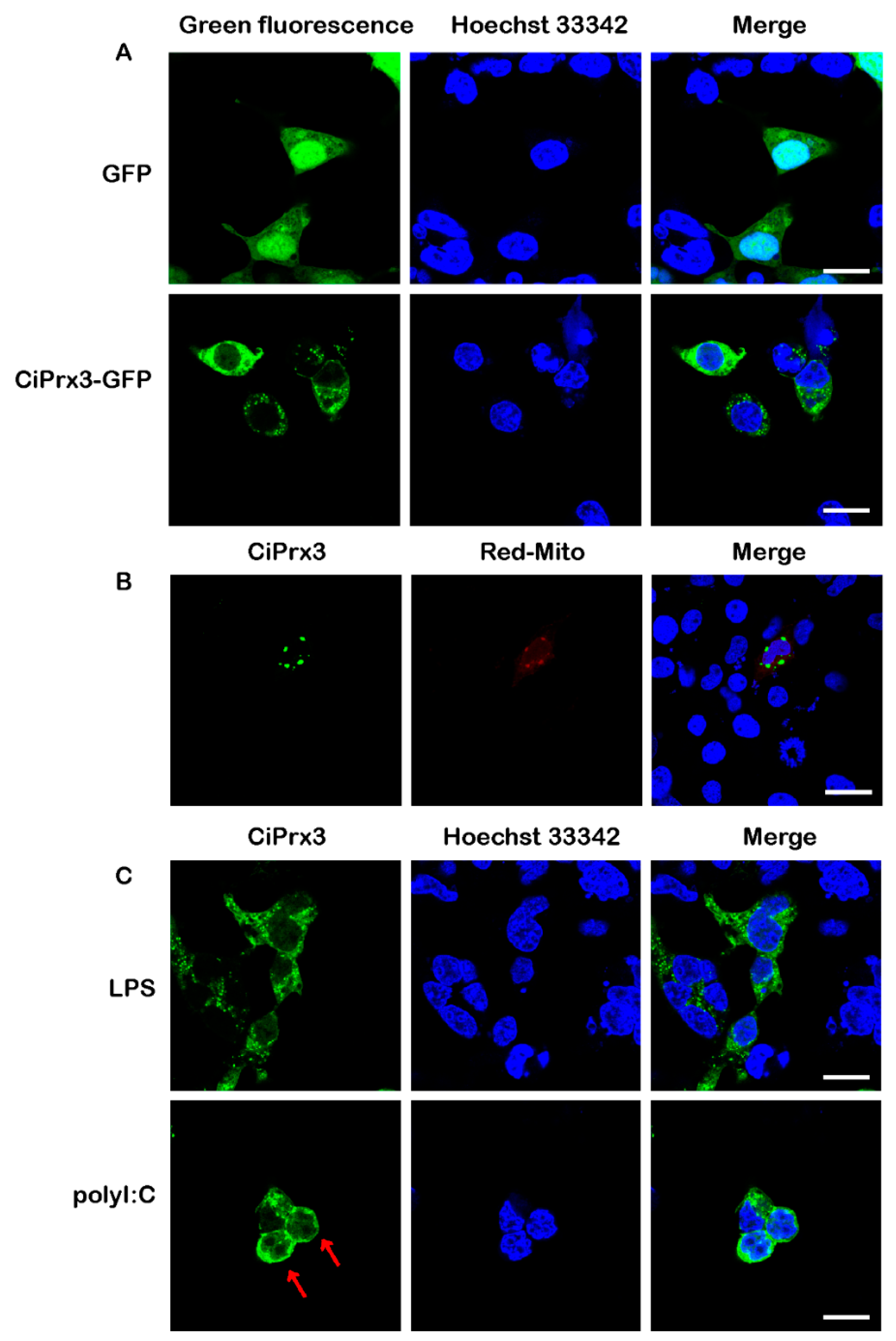 Antioxidants 11 01952 g004 Antioxidants 11 01952 g004