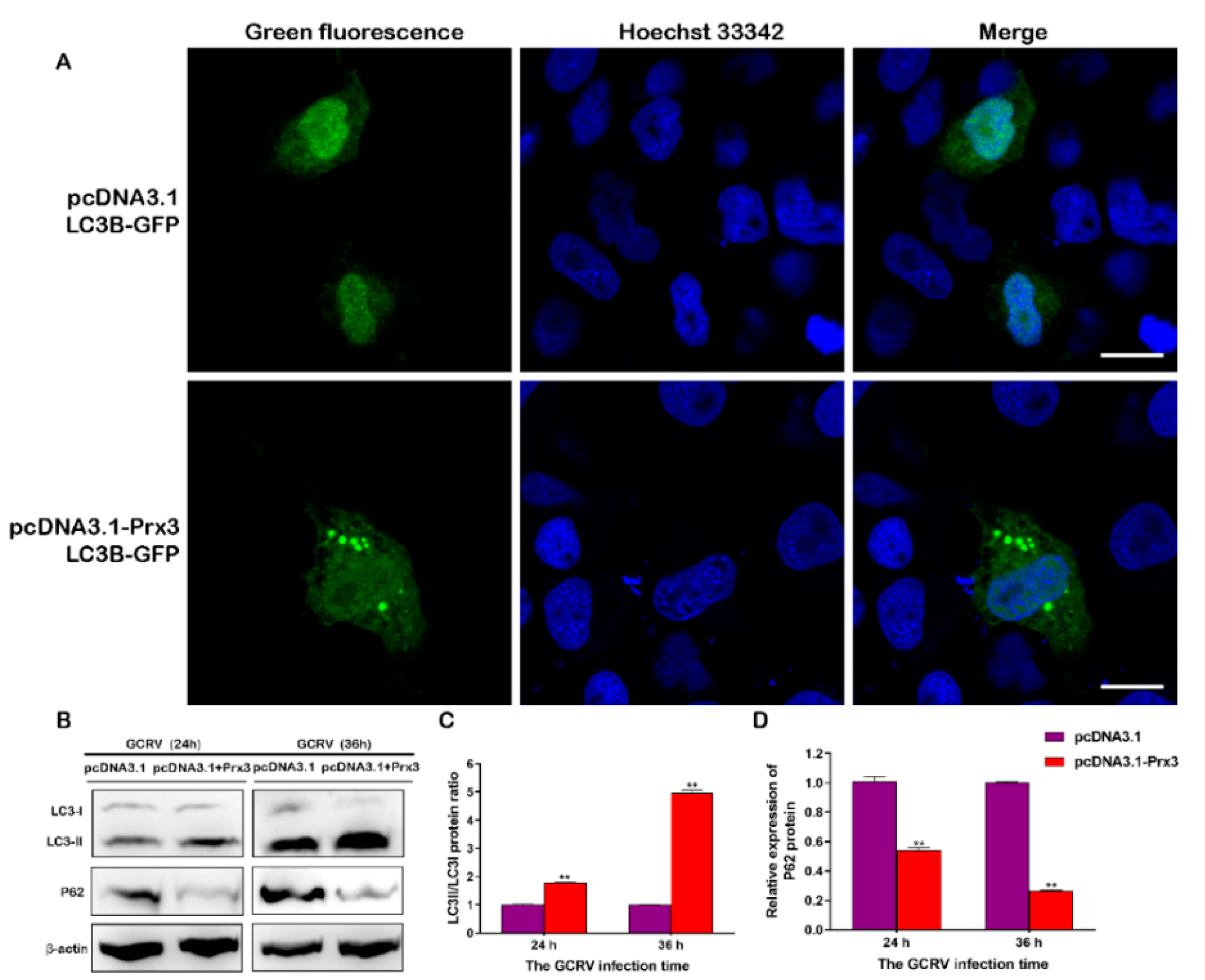 Antioxidants 11 01952 g010 Antioxidants 11 01952 g010